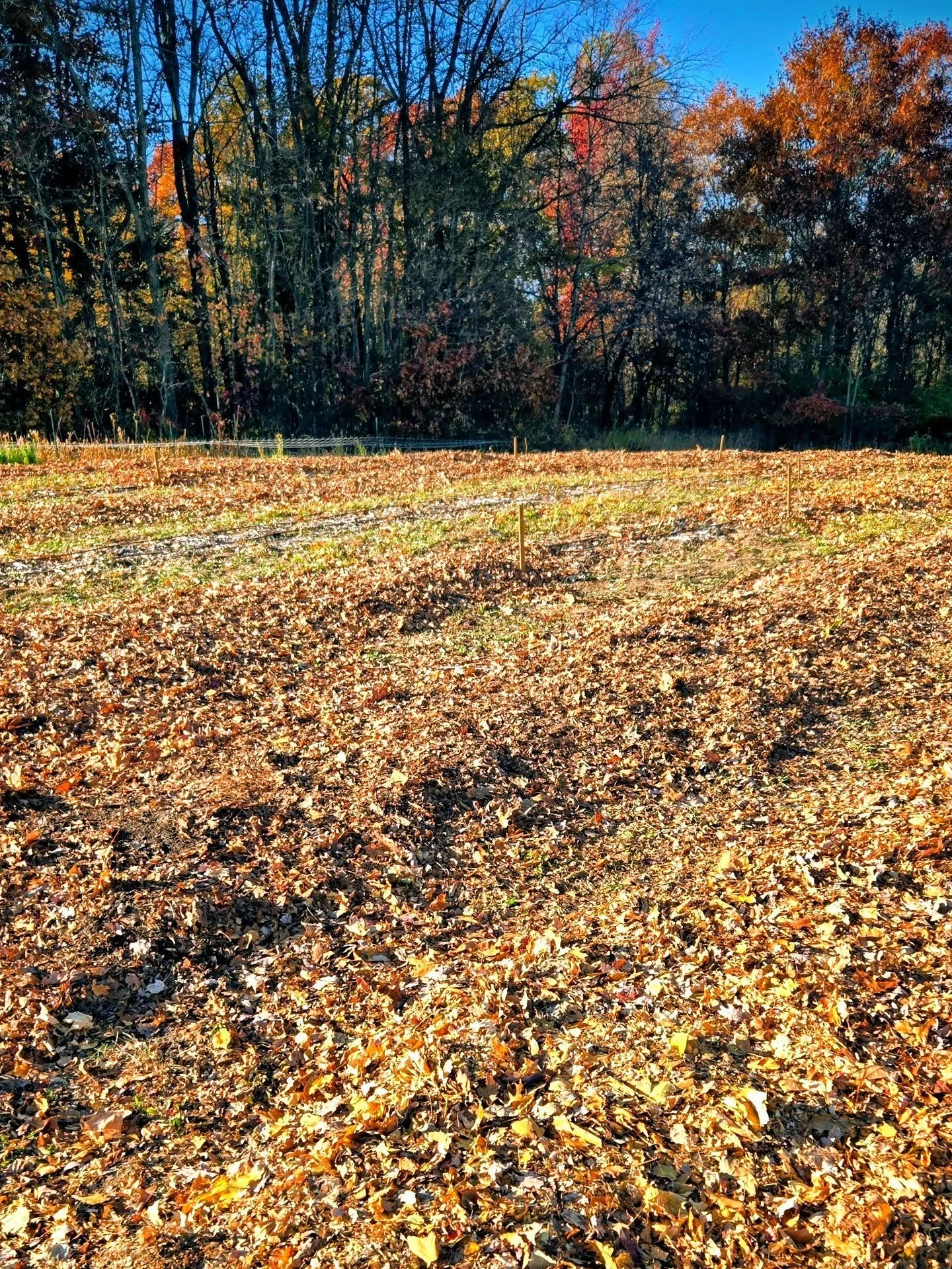 Dahlia field views look a little different lately. We're gradually getting all the rows mulched and ready to be tarped for the tubers to have a cozy winter rest.
