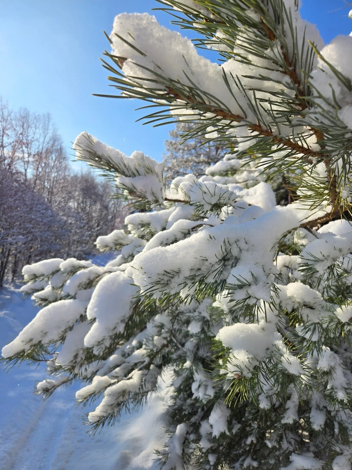 Winter walk snaps from the past few days.