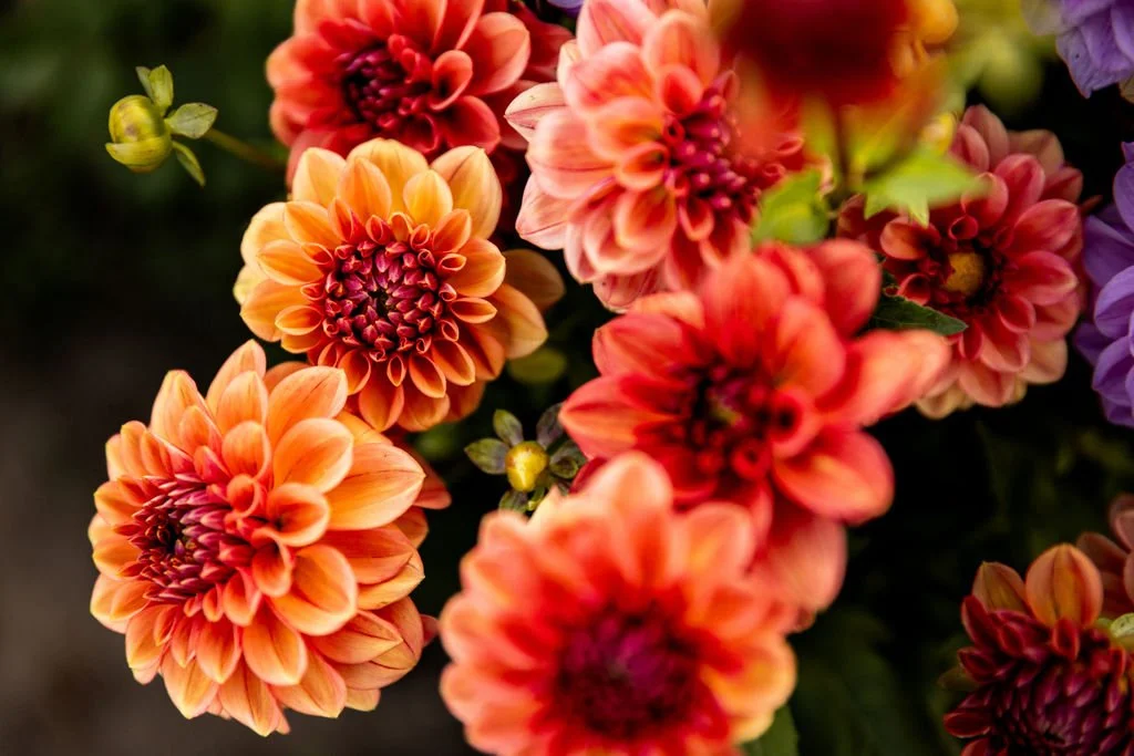 Ice Tea dahlia bloom with warm peach and amber tones grown for cut flower bouquets at Green Willow Gardens.