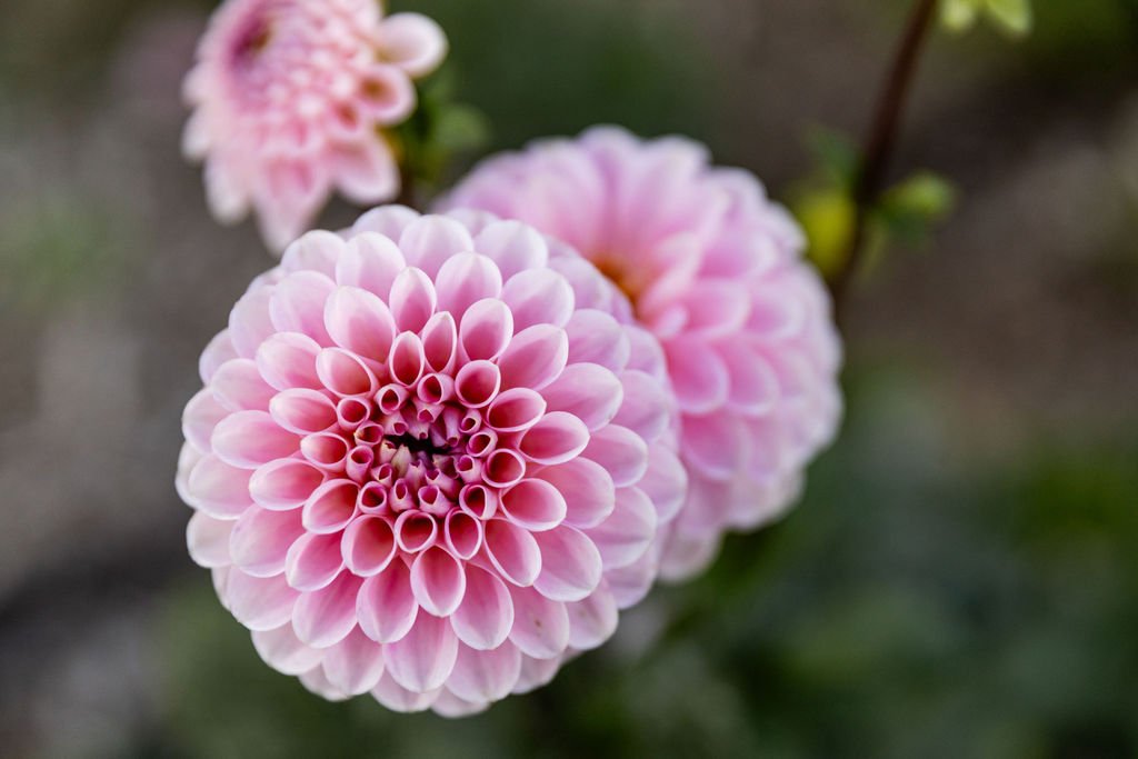 Dahlias That Stole the Show This Season