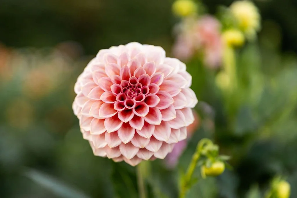Tried and True Dahlias I Will Always Grow