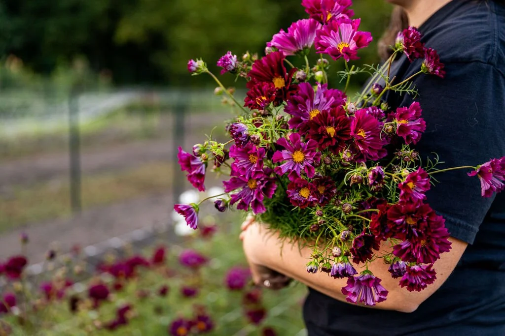 Growing Cosmos on Our Flower Farm
