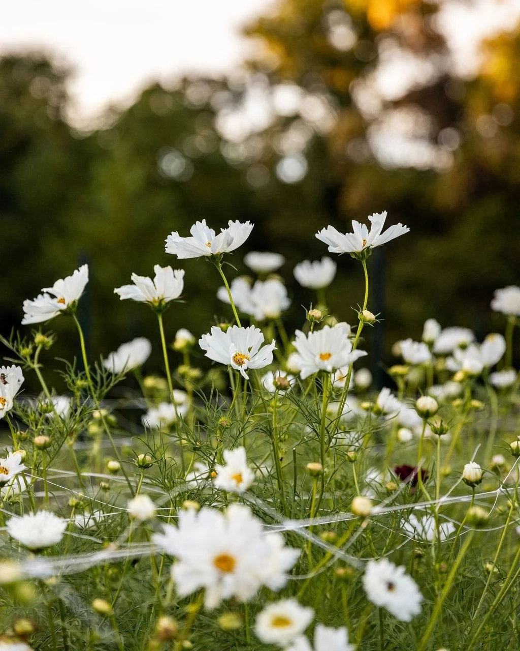 I&rsquo;ve been working on blog posts and sorting through photos and had to share these shots @rachelevelynphotography captured of the cosmos this Fall. We finally had a little sun this week and it felt so good but I really miss that evening glow in 