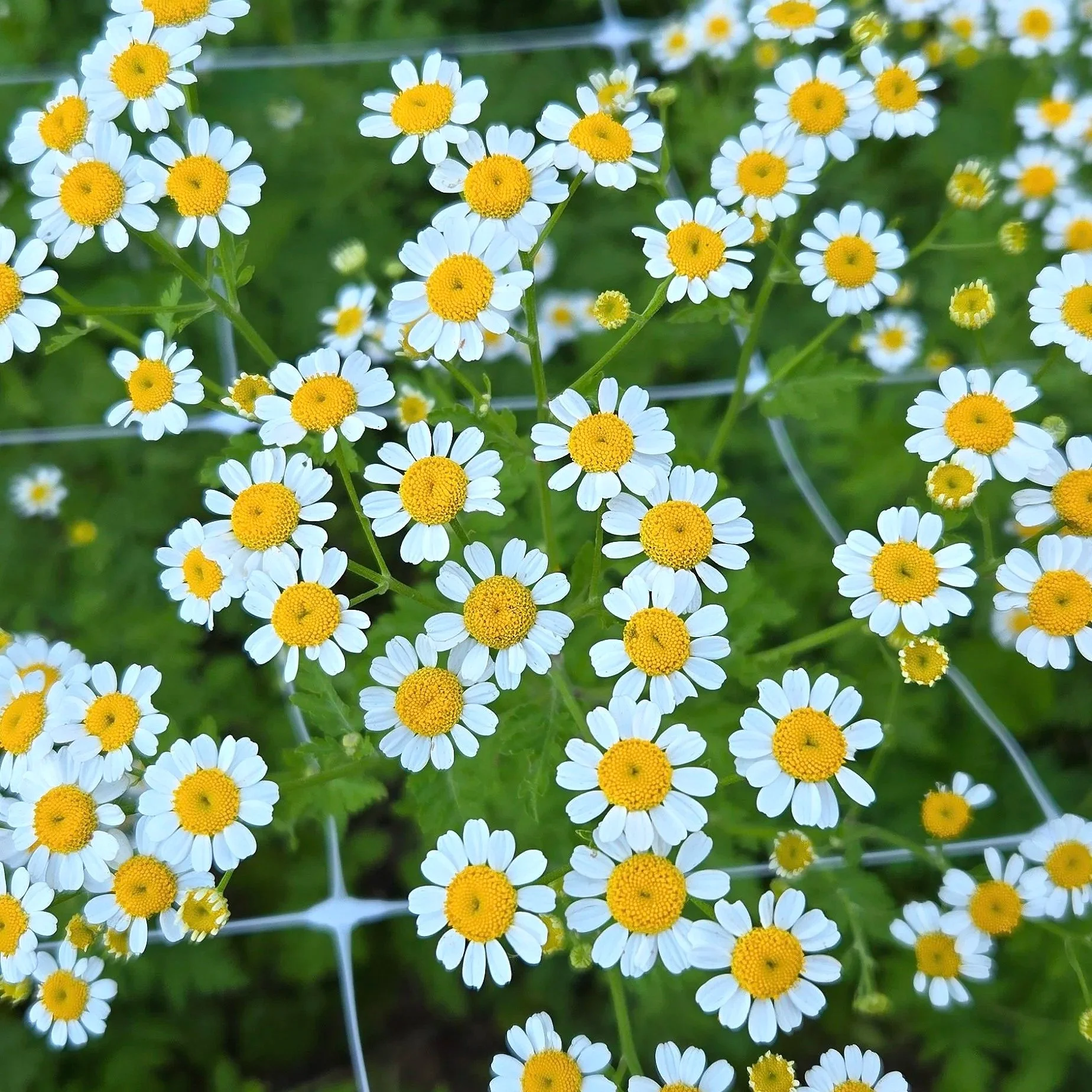 Feverfew on Our Farm: A Reliable Filler with a Sweet Daisy Look