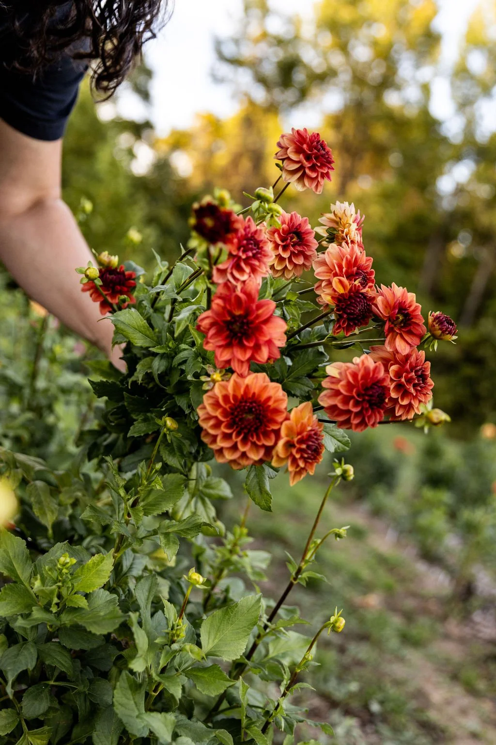 GreenWillowGardens_Fall2025-103.jpg