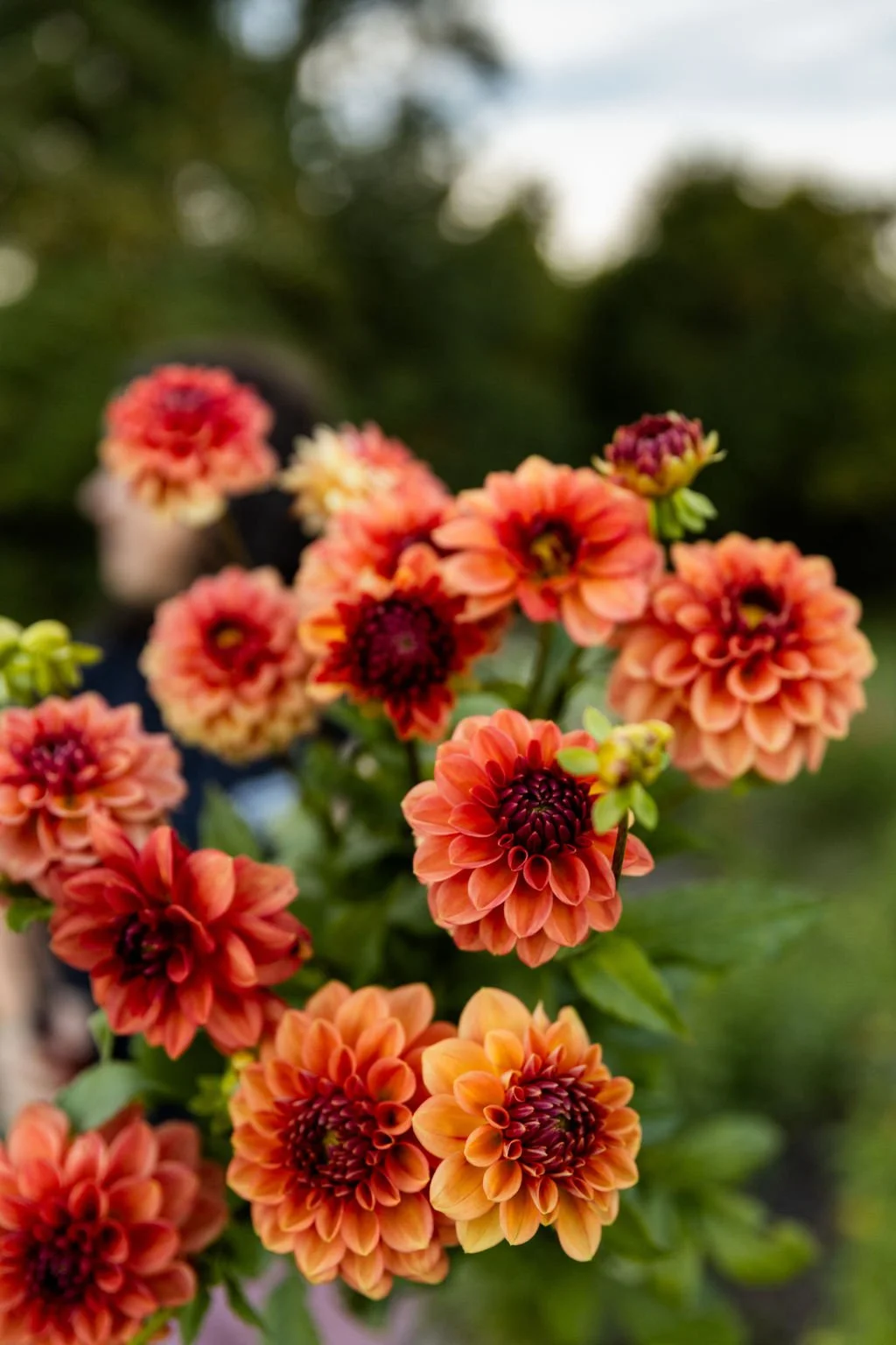 GreenWillowGardens_Fall2025-107.jpg