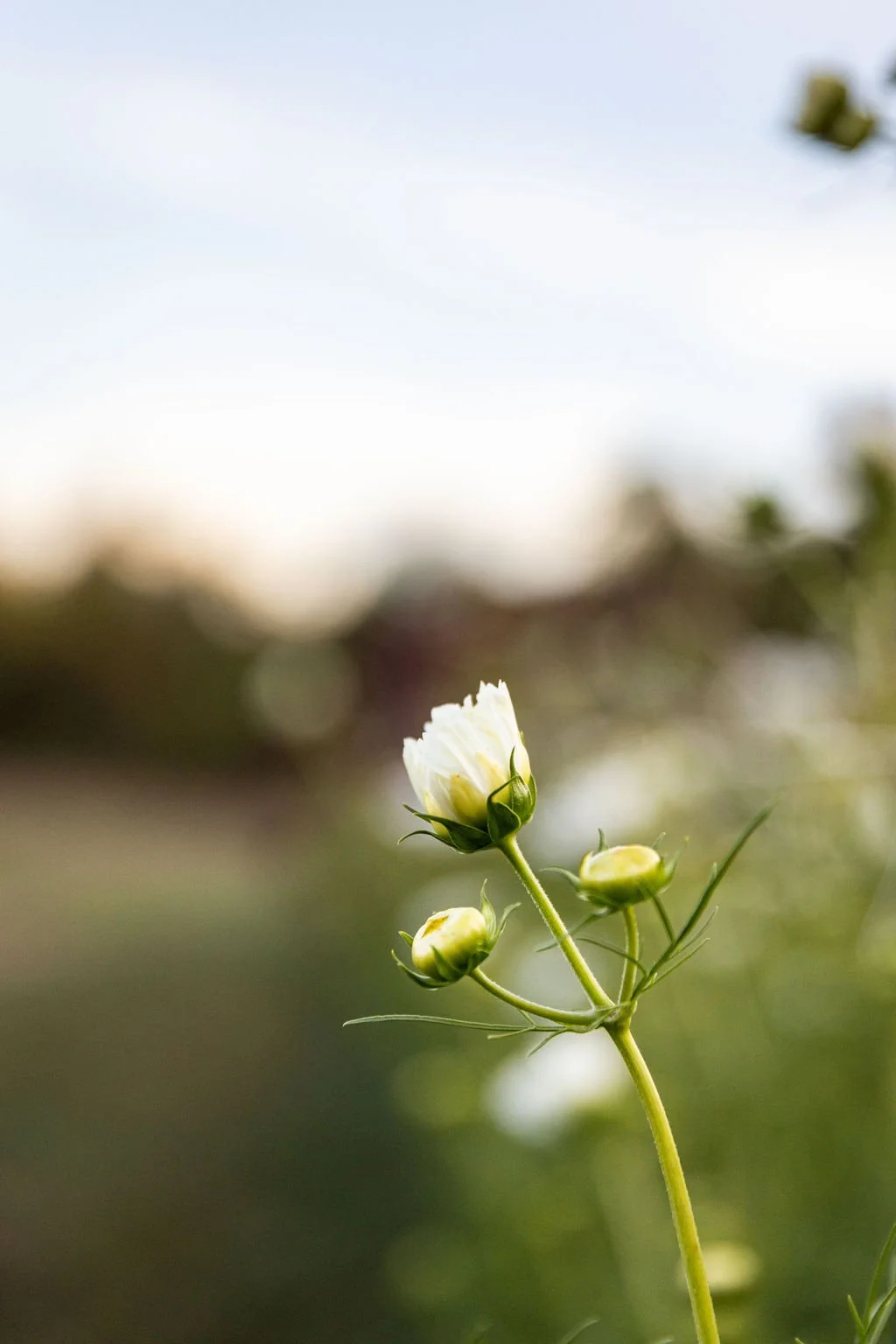 GreenWillowGardens_Fall2025-203.jpg