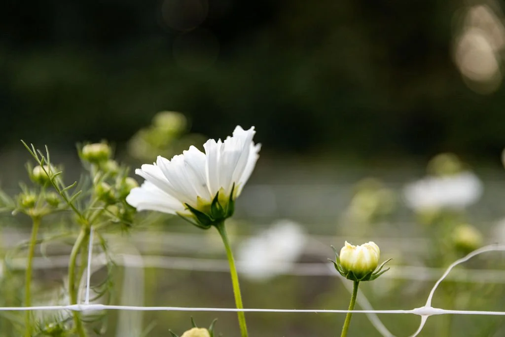GreenWillowGardens_Fall2025-199.jpg