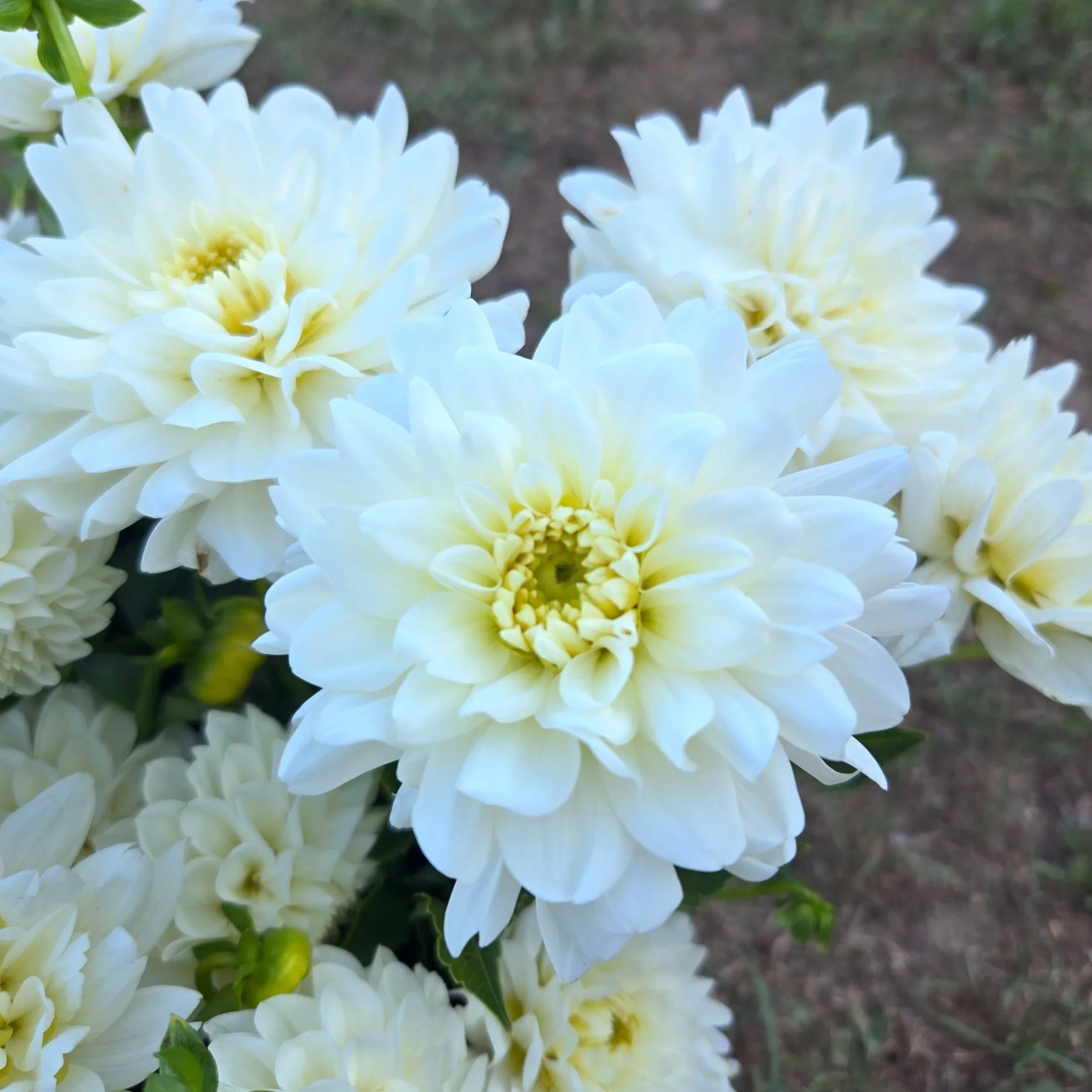 Dahlia+Eternal+Snow.jpg