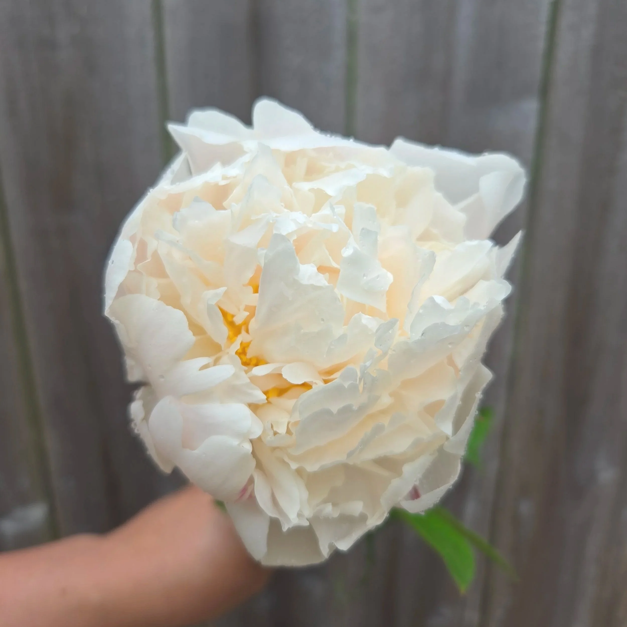 Peony+Bowl+of+Cream+1.jpg