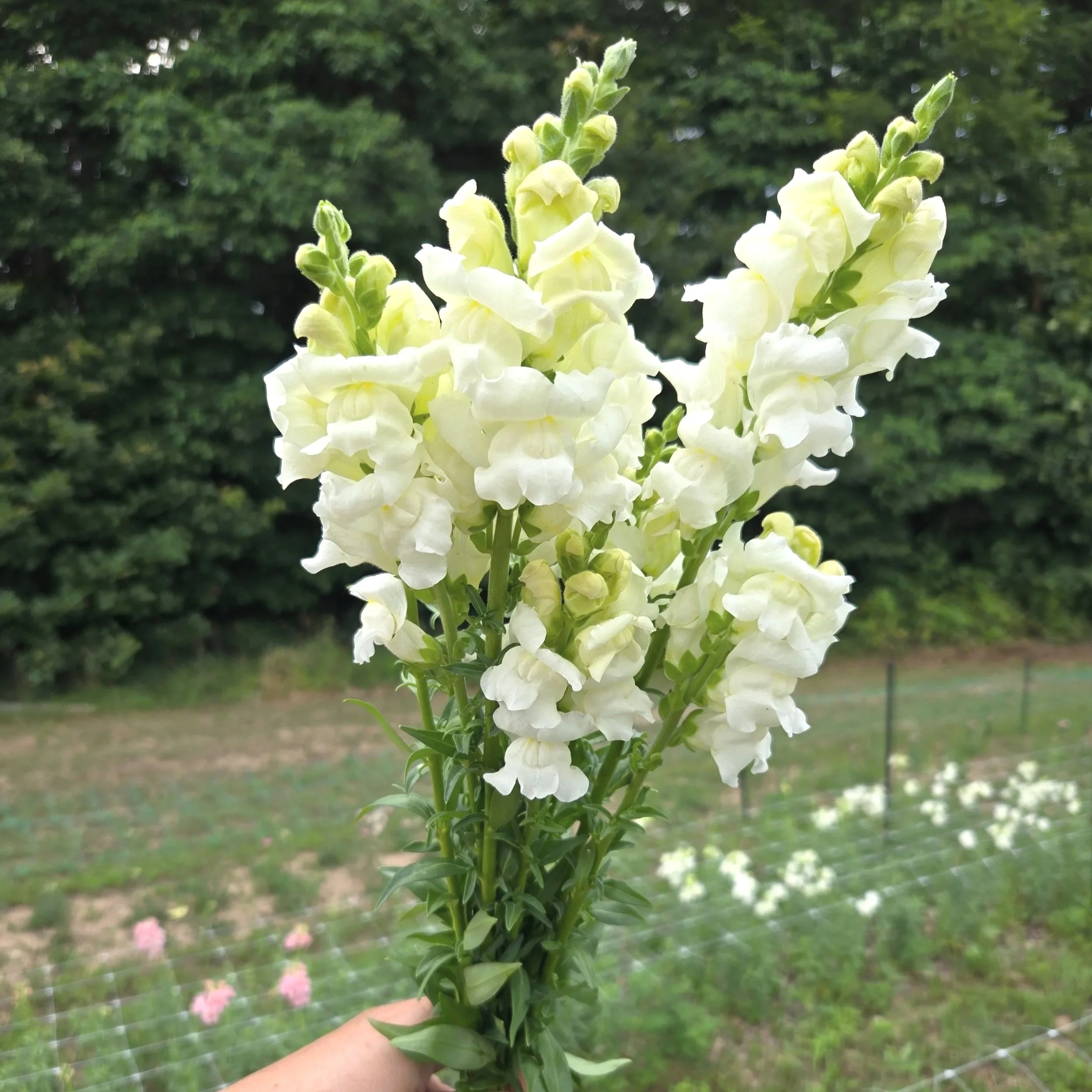 Snapdragon+Rocket+White.jpg