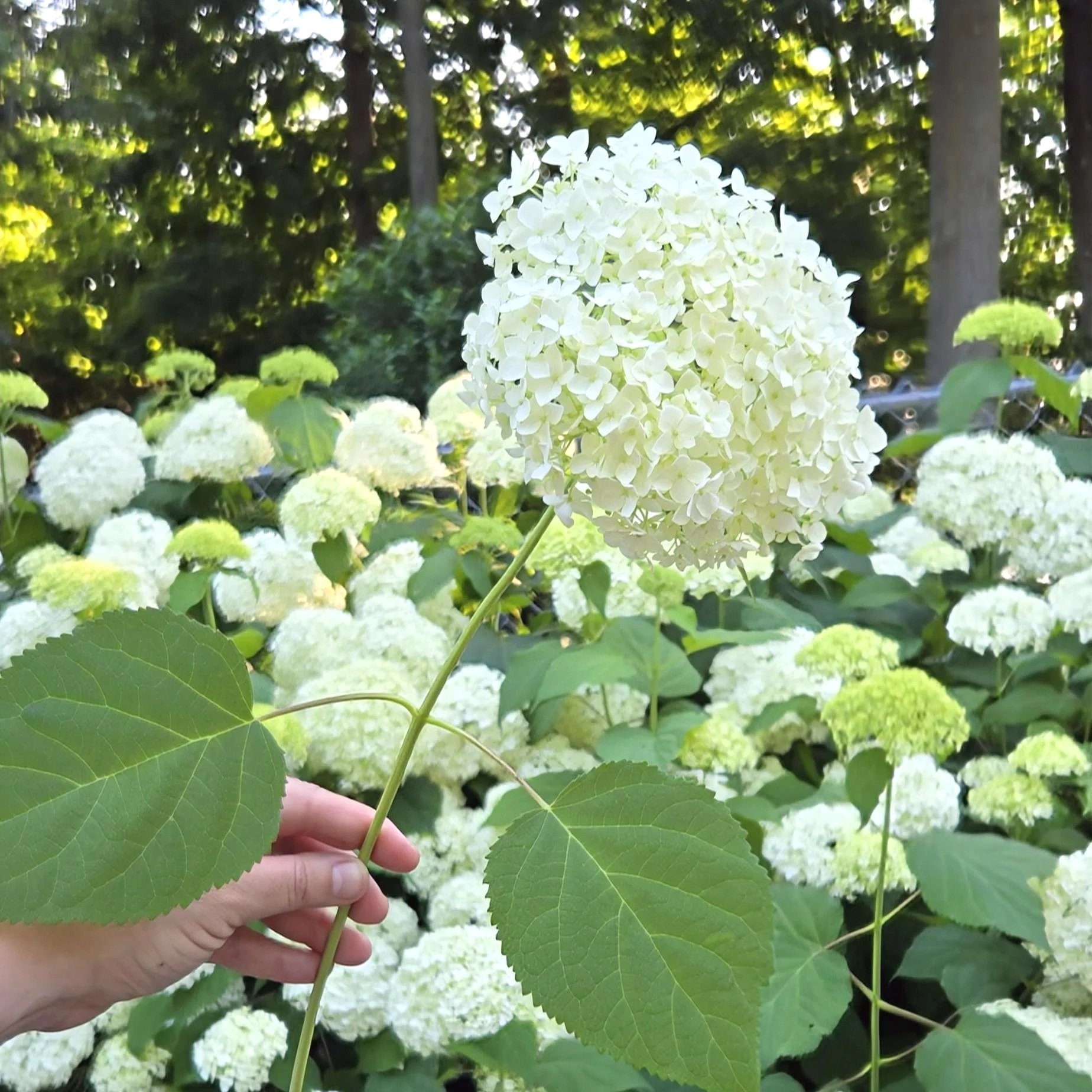 Hydrangea+Annabelle+White.jpg