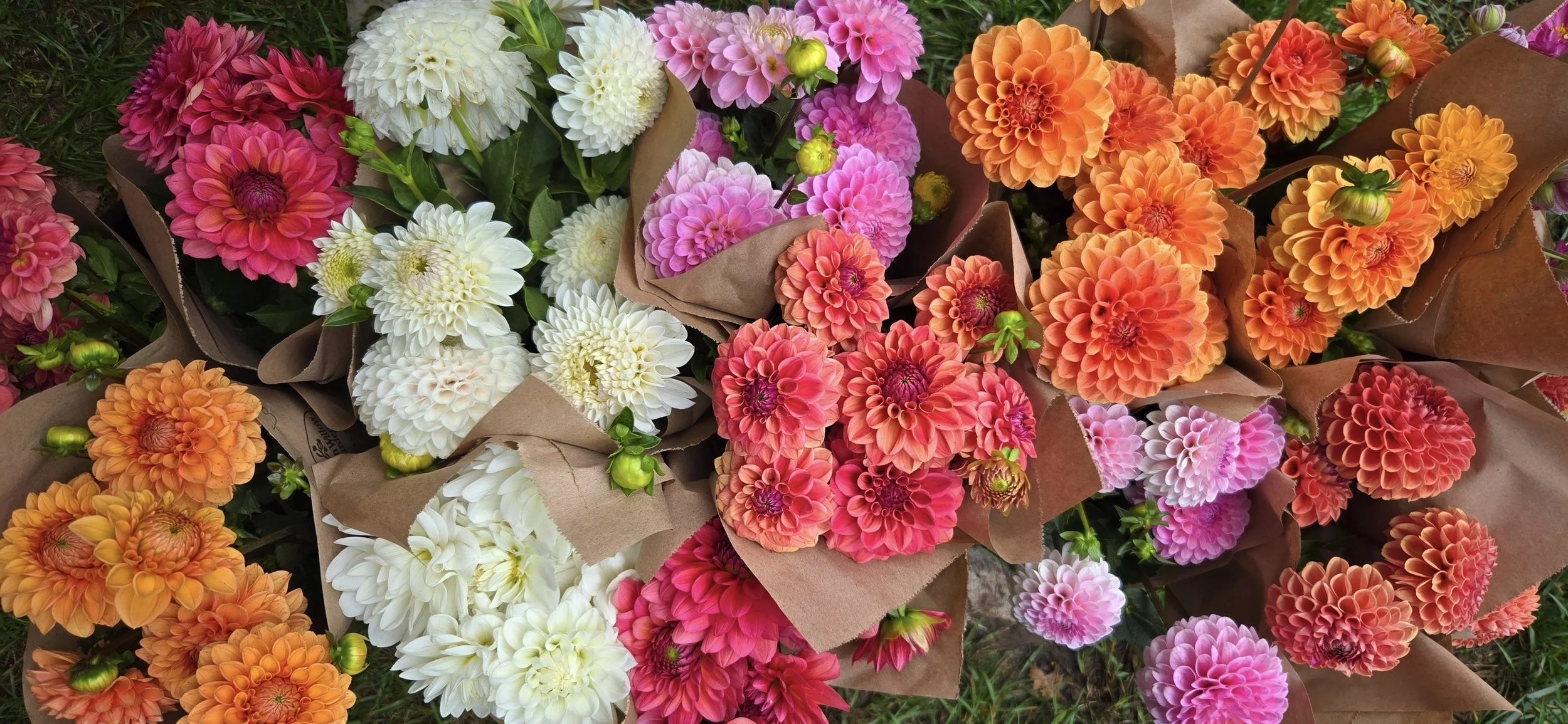 Our Top 3 Selling Dahlias in 2026
