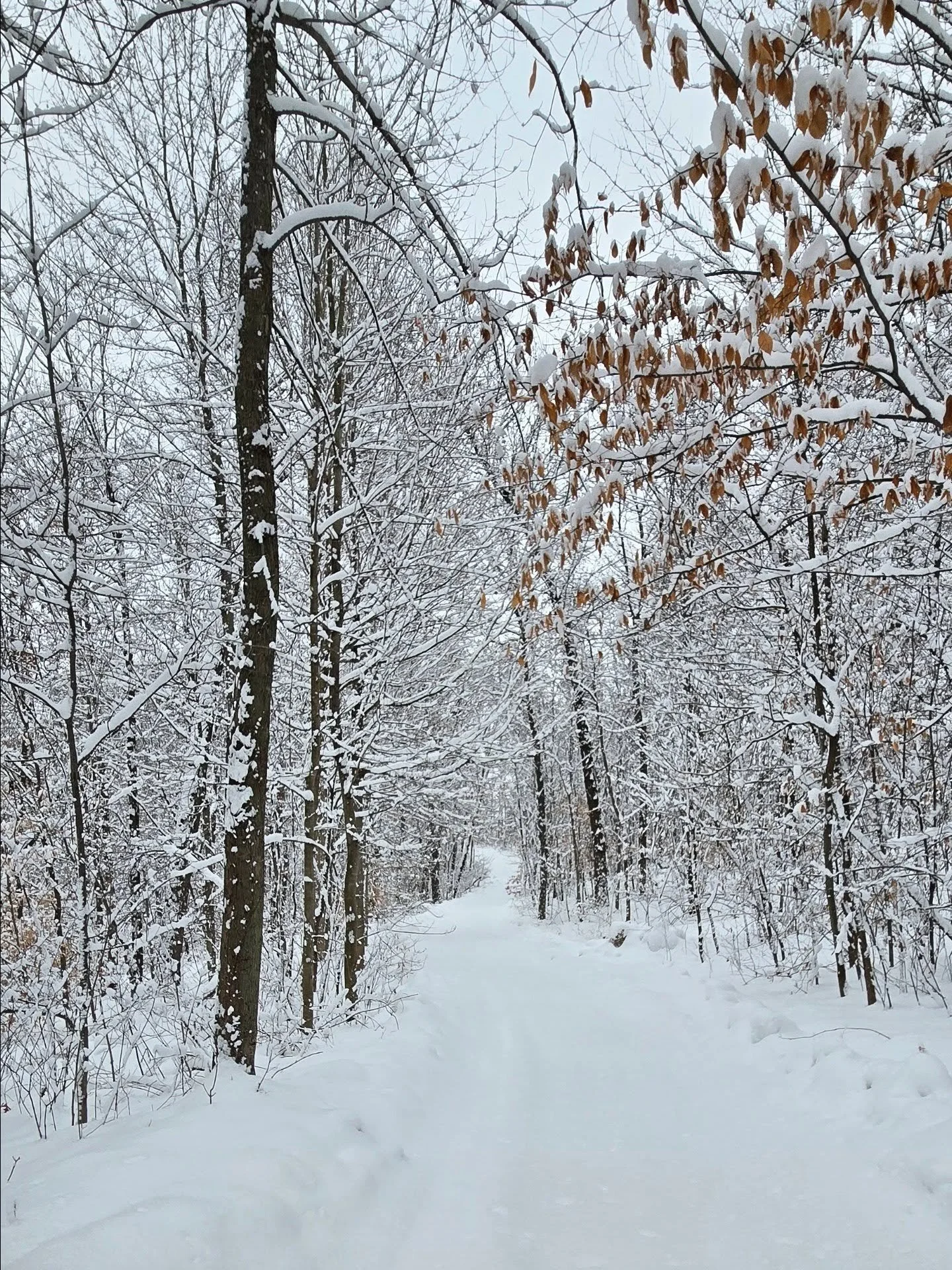Made the first tracks in the fresh snow this morning. So pretty but also so cold!