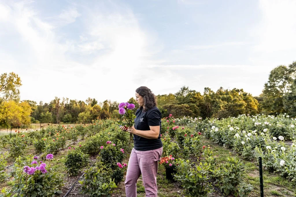 Overwintering Dahlias in the Ground