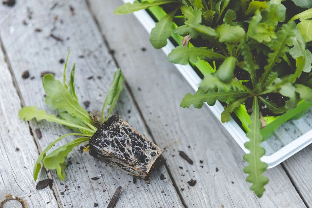 Winter on the Flower Farm | Crop Planning and Preparation