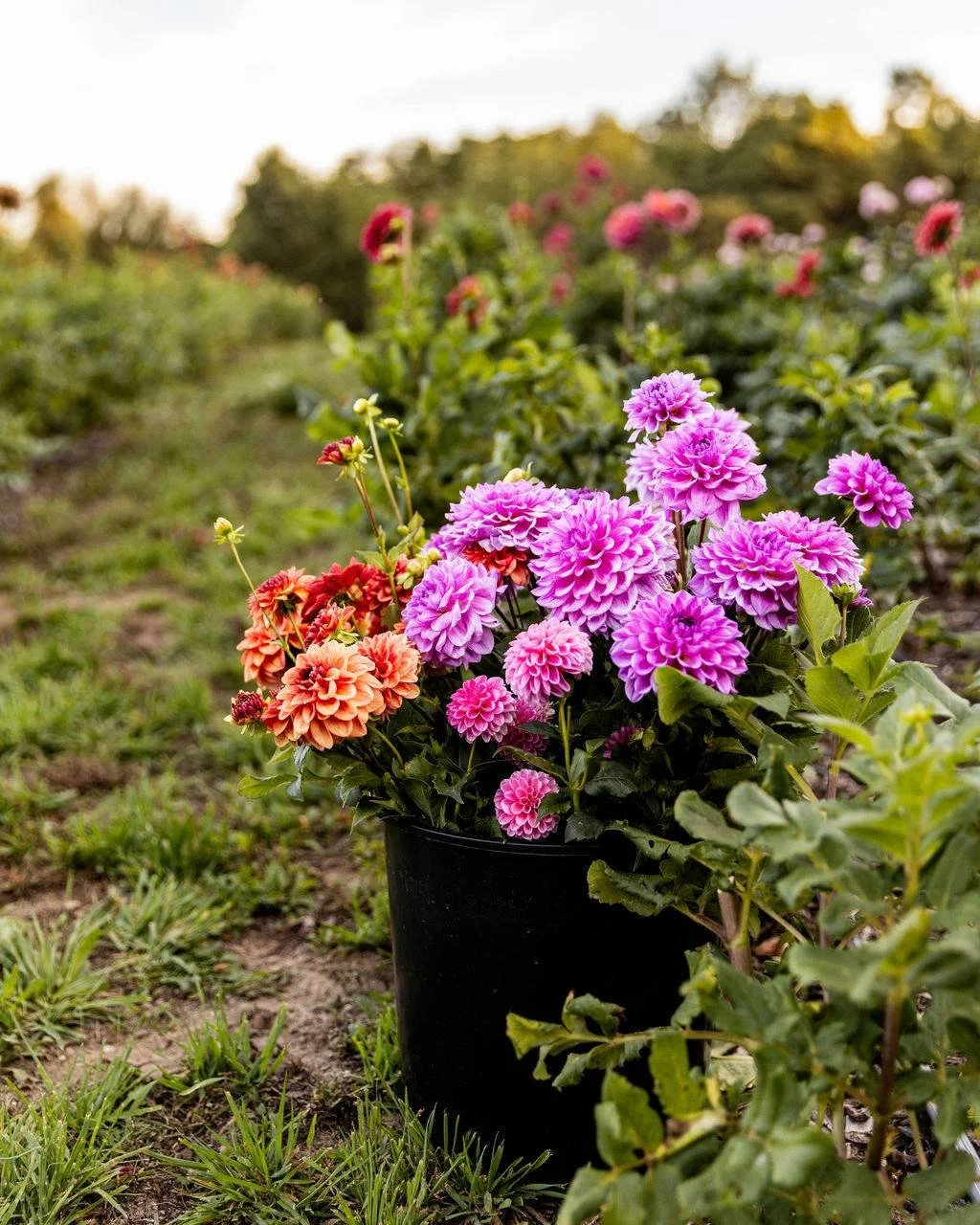 Looking for a Christmas gift that is a little different?

Fresh flowers. Five months of flowers from June to October.

The Bouquet of the Month Club is a season of locally grown flowers, picked up throughout the summer and fall. It is not a one and d