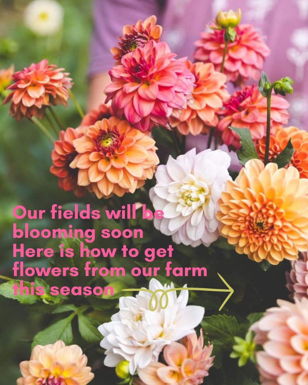 Our flower fields will be blooming soon and we have two great ways to guarantee yourself fresh, local flowers all season long! 

If you are near Lawrence, Michigan join our Bouquet of the Month Club and pick up a bouquet at the farm once a month from