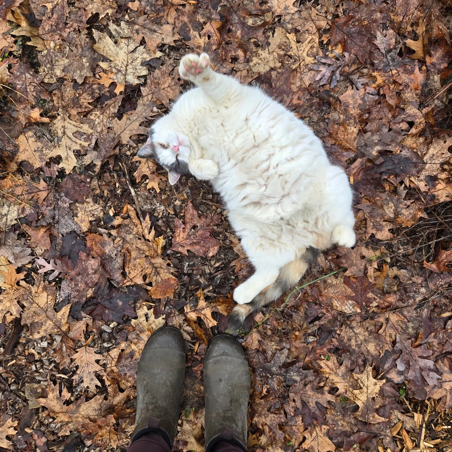 Everything is starting to come back to life around here, including myself and Polly. Today we walked around and found some fresh green growth on our perennials and direct seeded a few annuals between the rain showers.