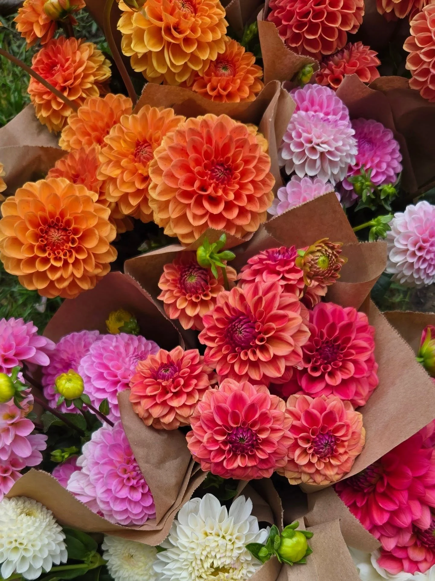 One of my winter projects was updating our process for wholesale orders for our local buyers, and I am happy to say it is almost complete!

If you have purchased from us in the past, I will be sending an email with all of the details within a few wee