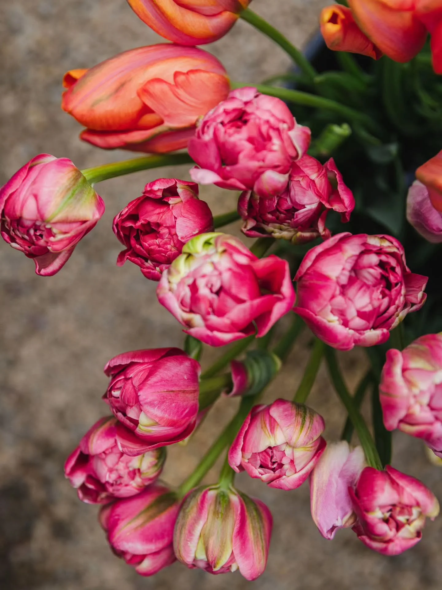 Congrats, we officially made it to Spring! 

📷 @rachelevelynphotography