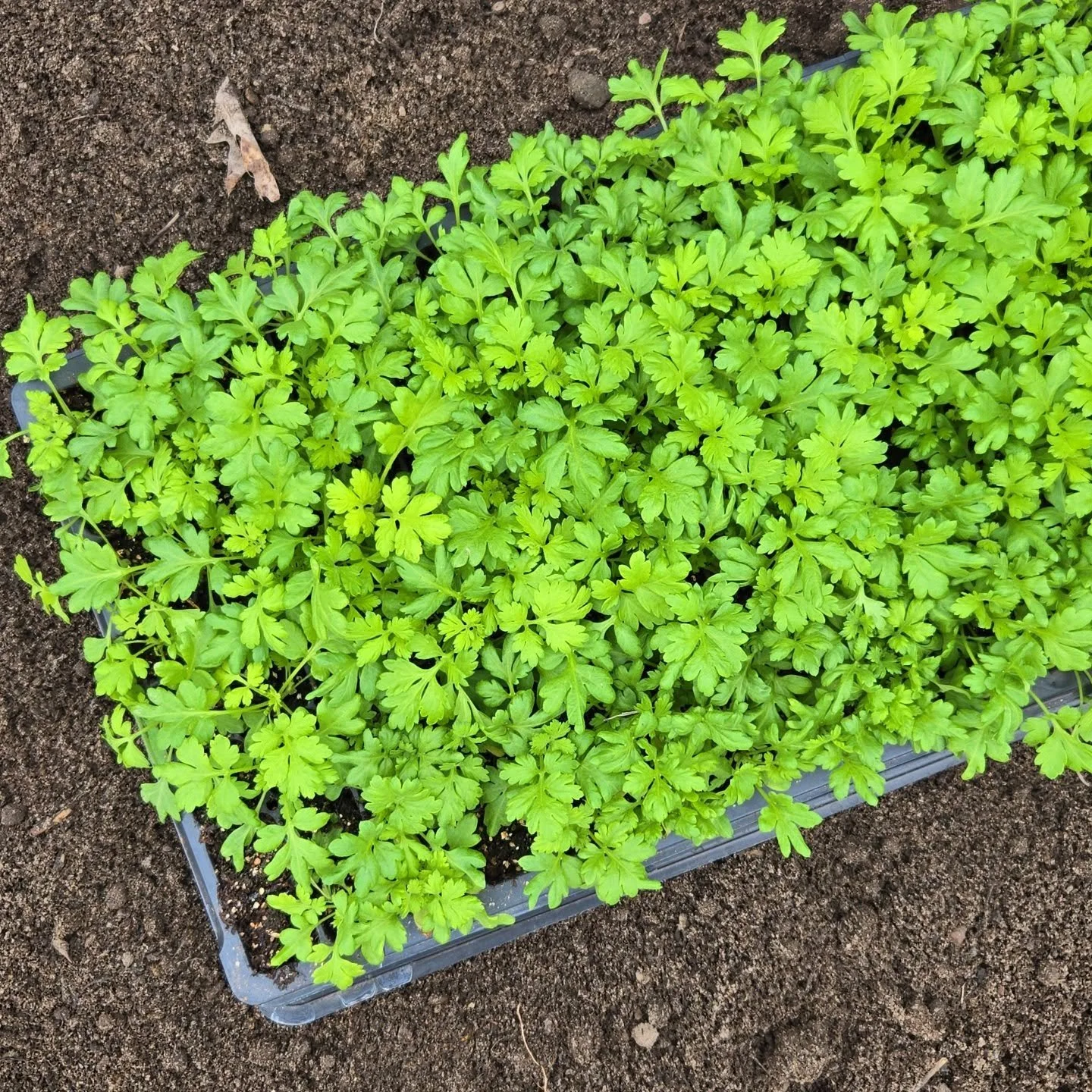 Feverfew babes getting planted today!