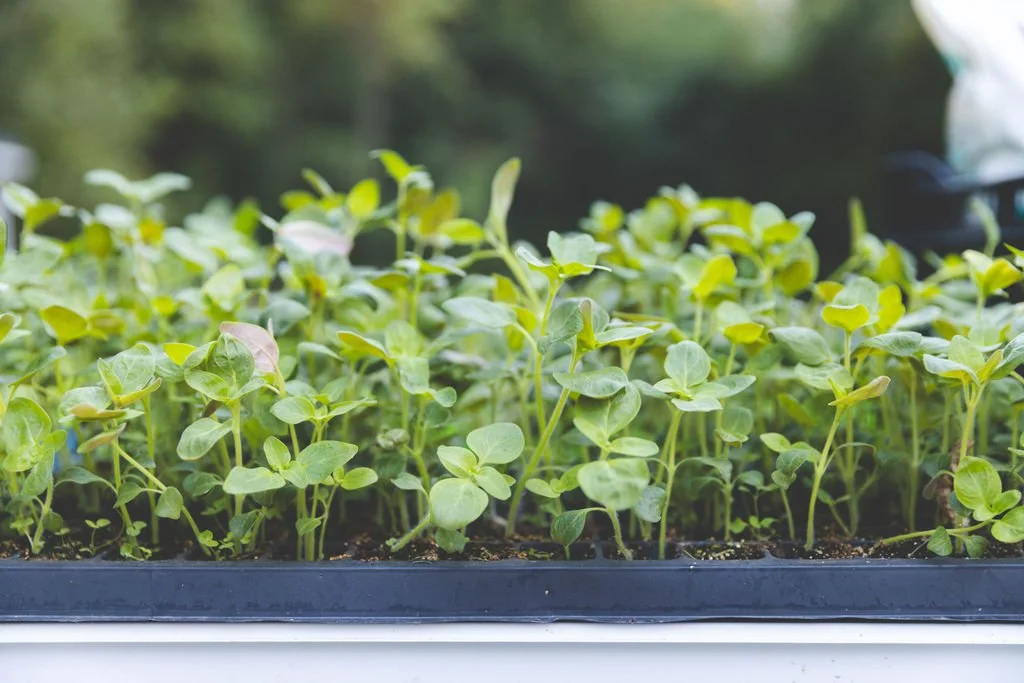 Turning the calendar to March means it&rsquo;s time to get back into the swing of things around here! Our first seedlings are growing happily, more seeds are being sown, and plans for the year are mostly in place. While it still may feel chilly, flow