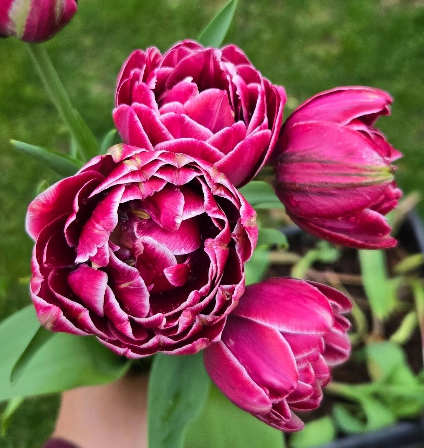 Our first flowers of this season! I almost didn't grow tulips this year, and then I did, and then we decided to leave for two weeks about the same time they'd be blooming. Thankfully,  @brooksbackyardblooms took care of them while we were gone and se