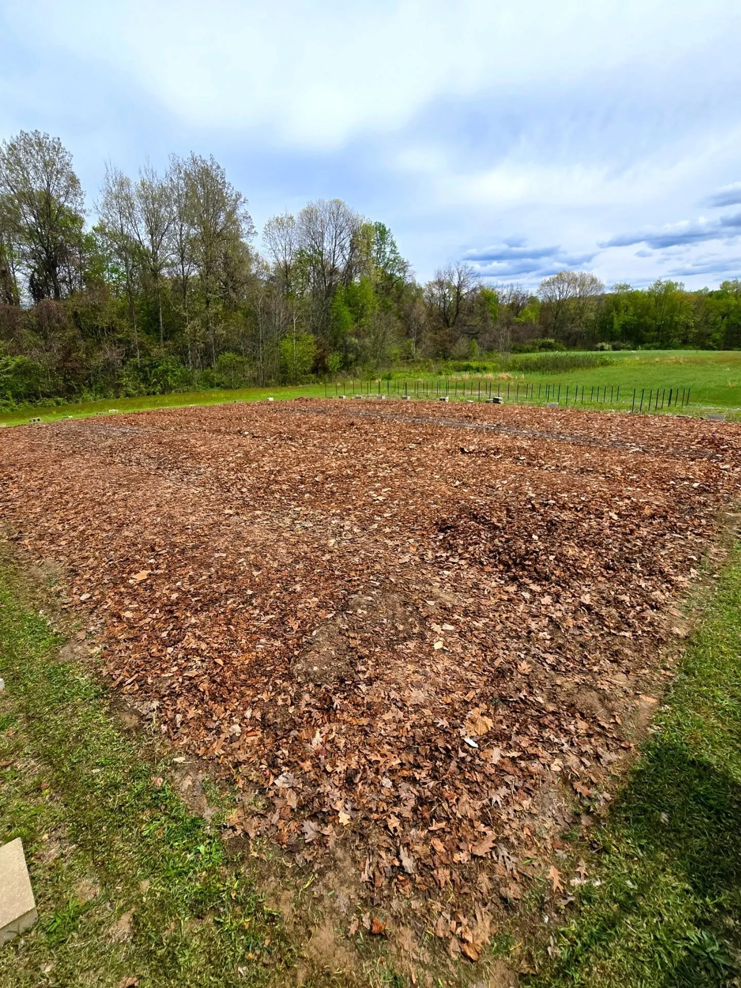 It's such a relief to have the dahlia field uncovered and to see signs of life! Over winter some snakes made their home under the tarps which seems to have kept rodents at a minimum and that makes me and the tubers happy. Now we wait again for them t