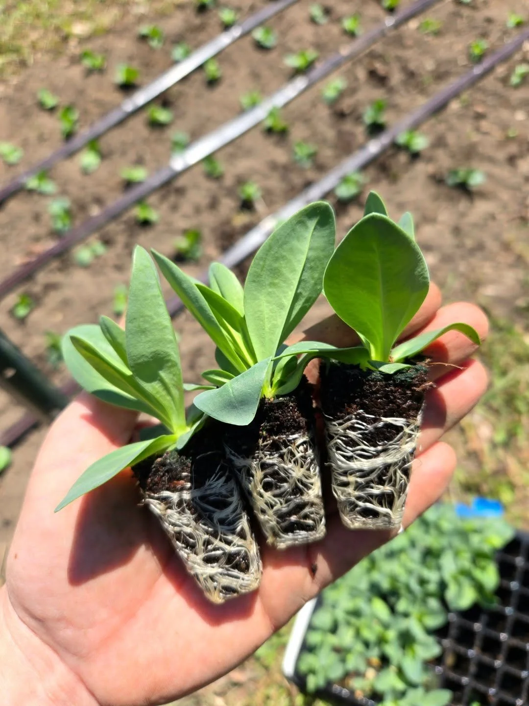 Lisianthis seedlings got kicked out into the field today. I'm so happy with how they grew this year, now let's hope they're happy in the field and give us beautiful flowers in a few months!