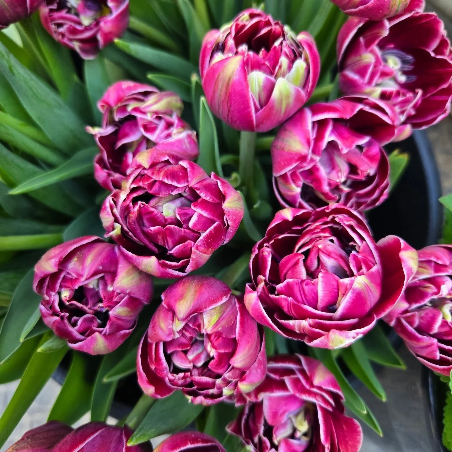 Spring things around the farm this week.