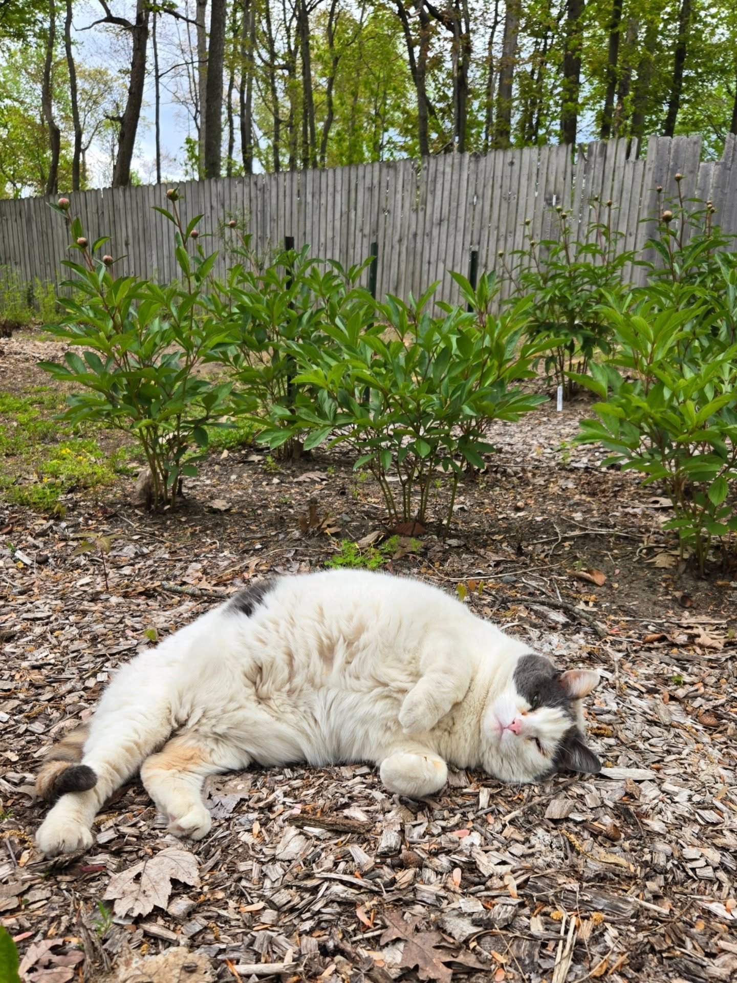 A few of last weeks random fun photos. Not fun things that are not pictured - the gnats and mosquitos are back in full force. And deer ate my phlox.