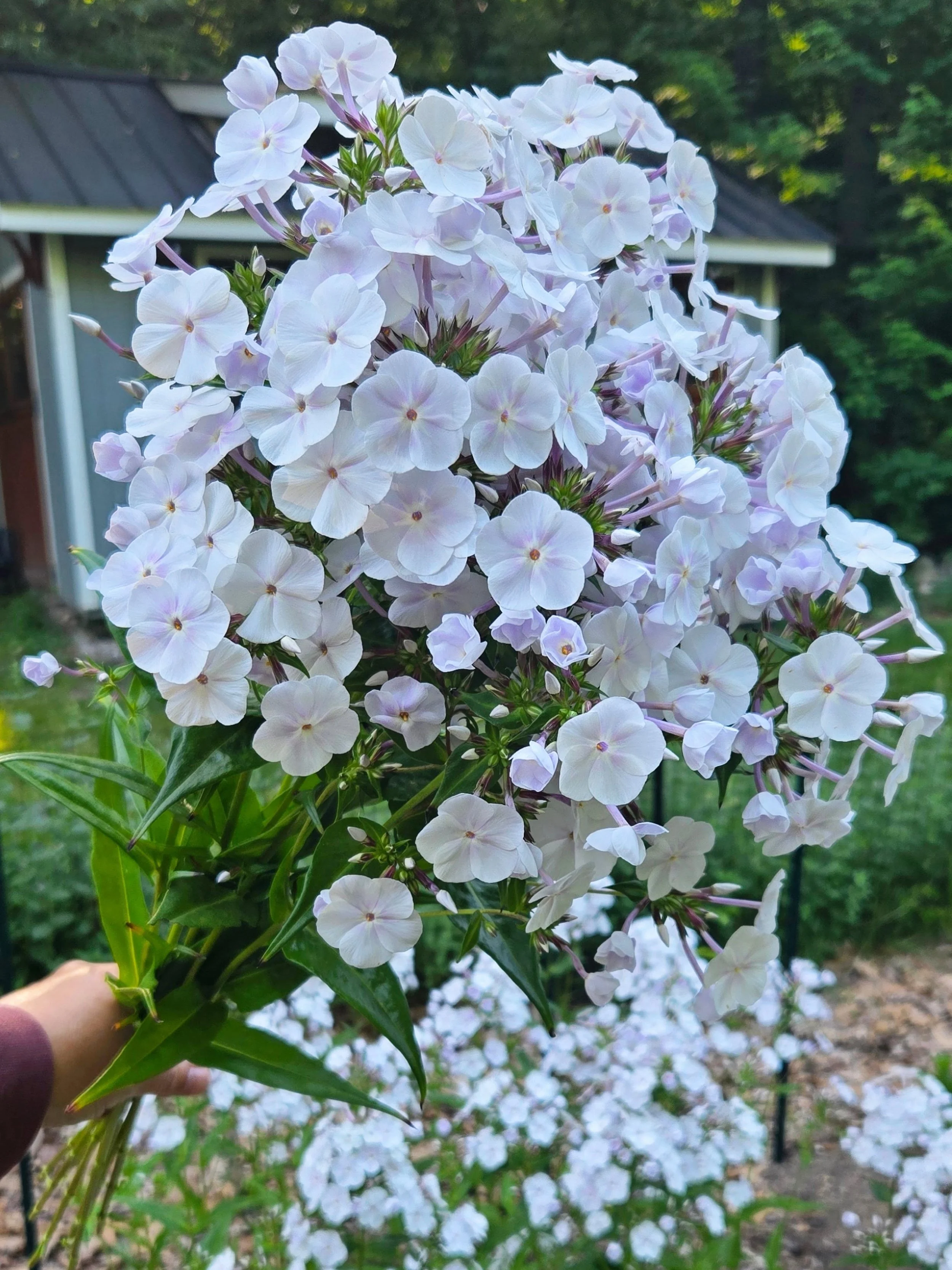I can't stop sniffing the phlox! It's not quite as strong as the annual kinds, but still so sweet!! And the white with faint touches of lilac 😘