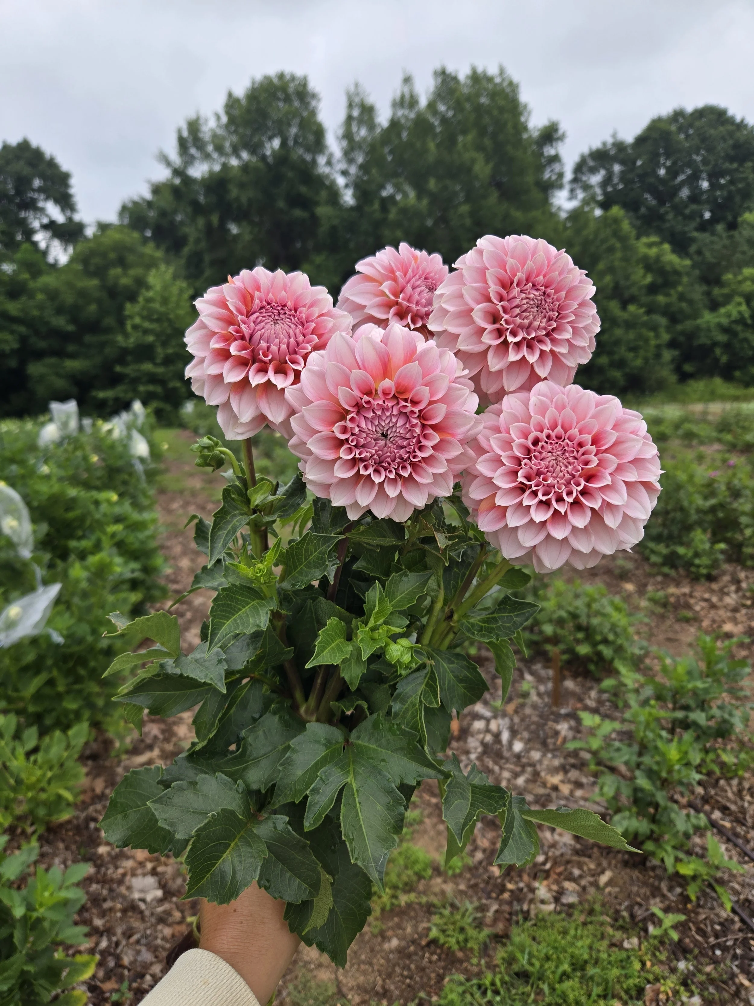 Dahlia - Peaches N Cream - 5 Stems