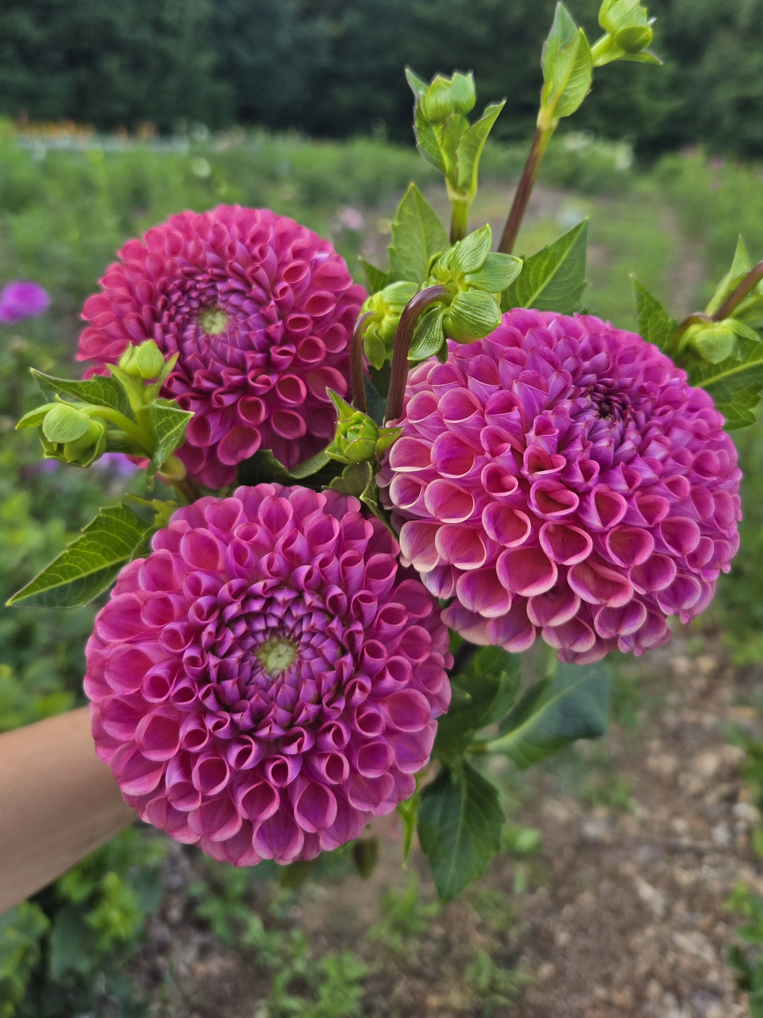 Dahlia - Caitlin's Joy - 5 Stems