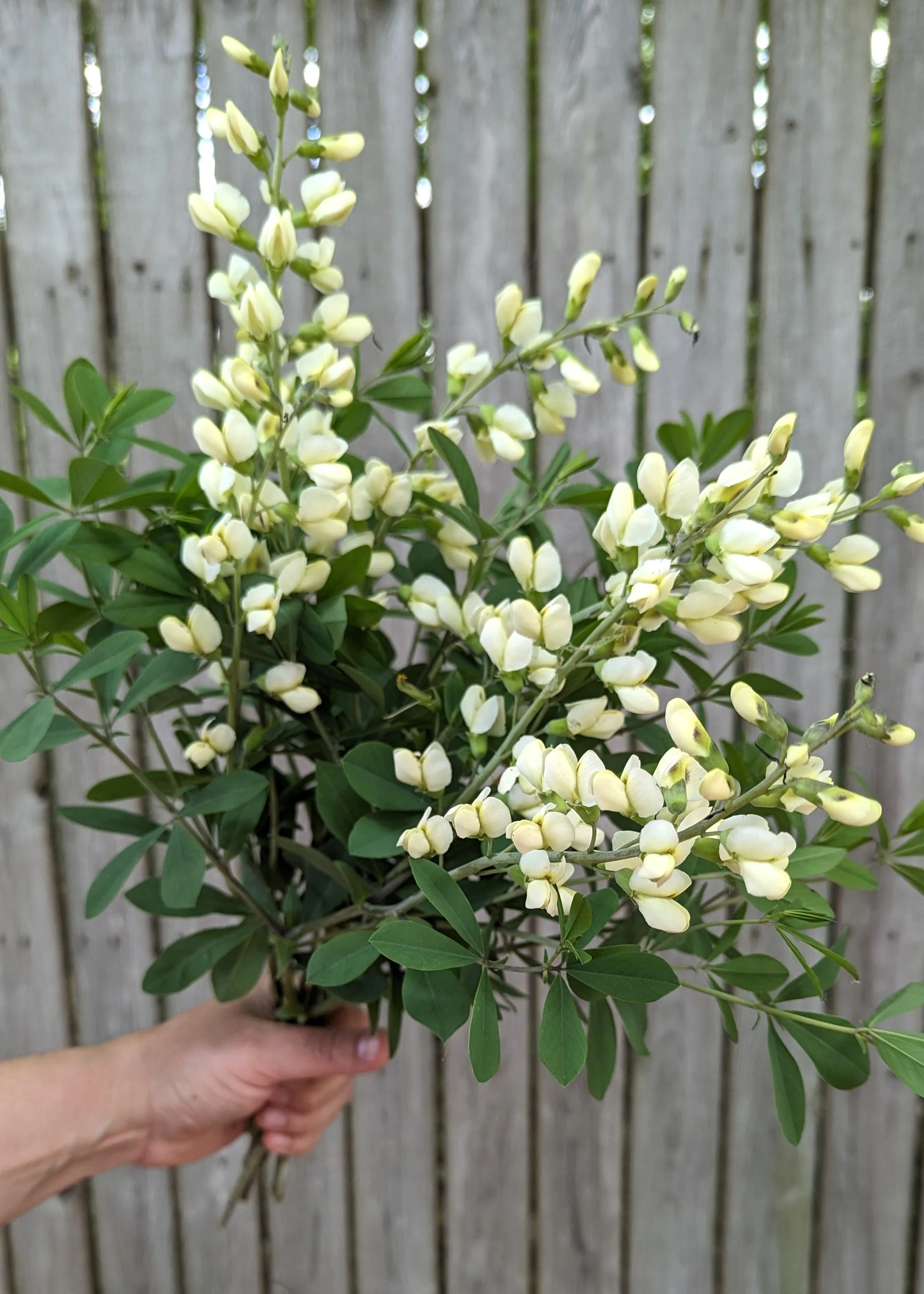 Baptisia Vanilla Creme.jpg