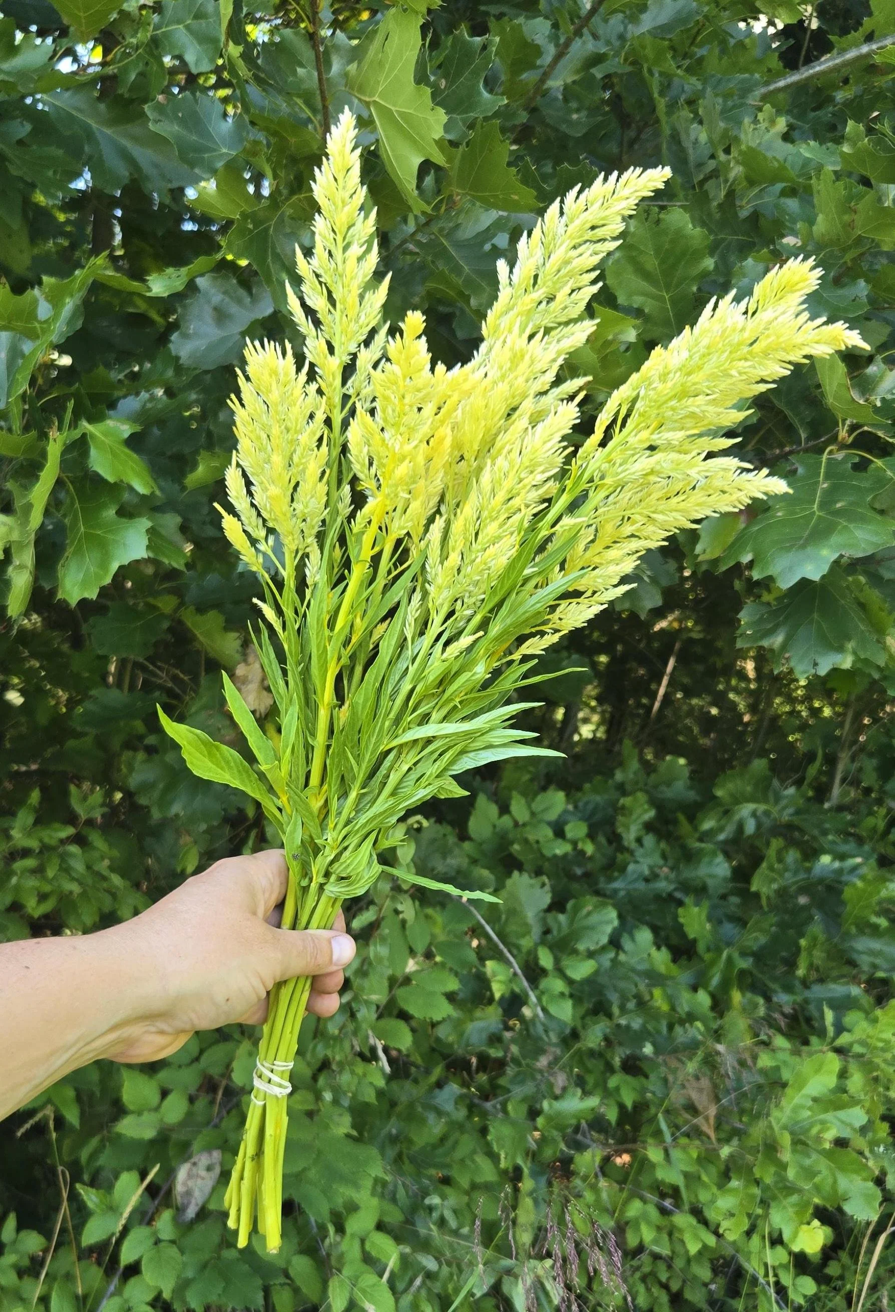 Celosia Sylphid.jpg