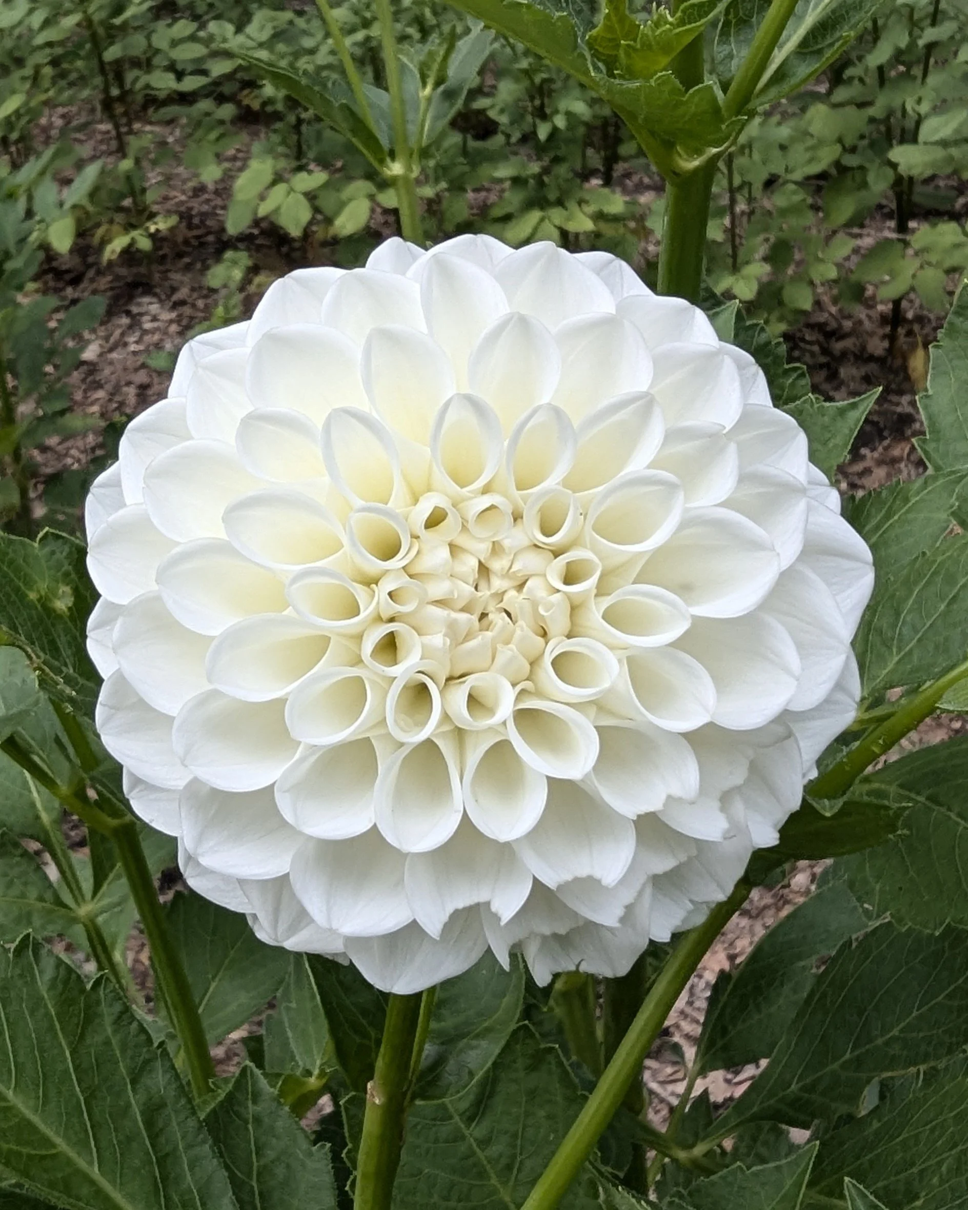Dahlia - Boom Boom White - 5 Stems