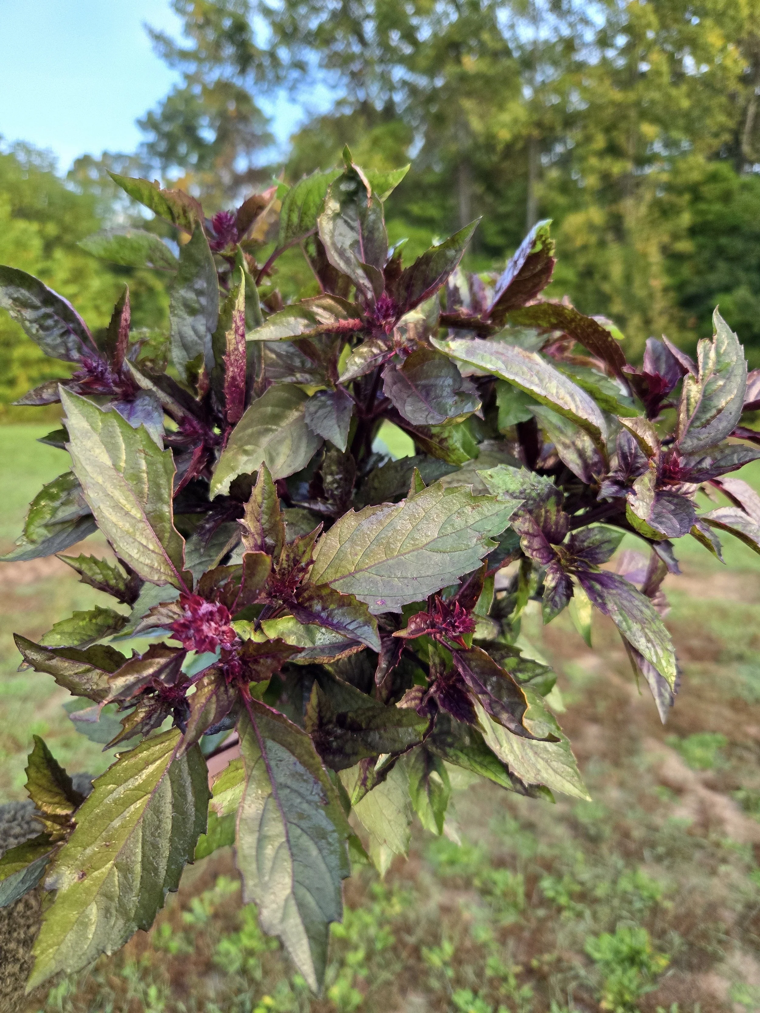Basil Aromatto 2.jpg
