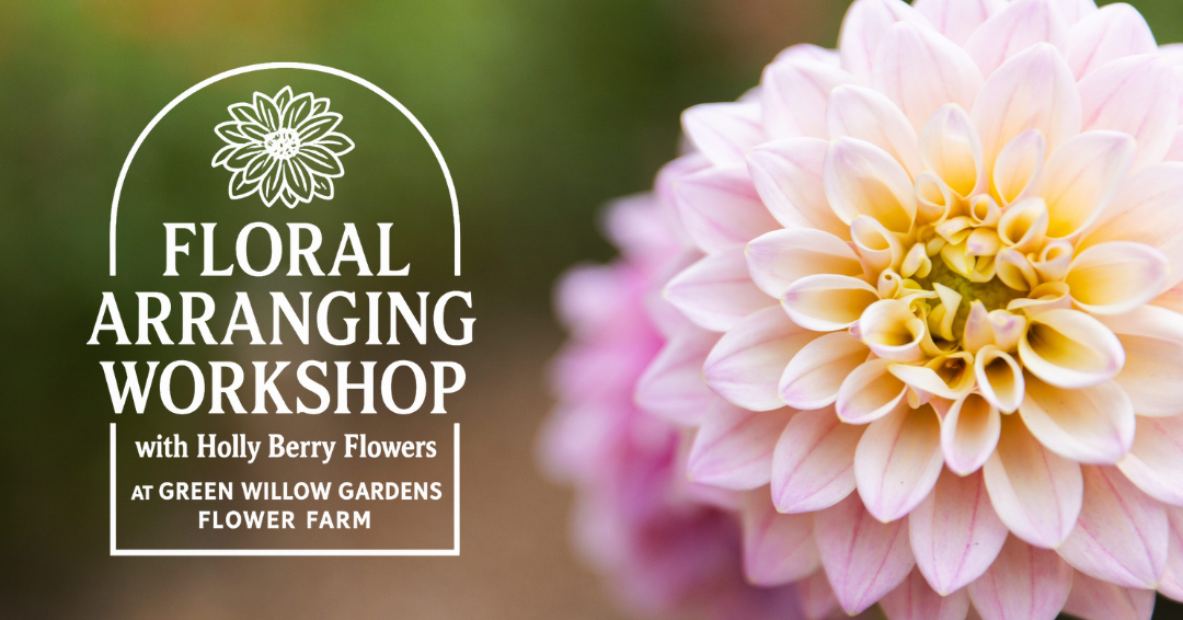 A close-up of a pink and yellow Dahlia flower with text overlay advertising a floral arranging workshop with Holly Berry Flowers at Green Willow Gardens Flower Farm.