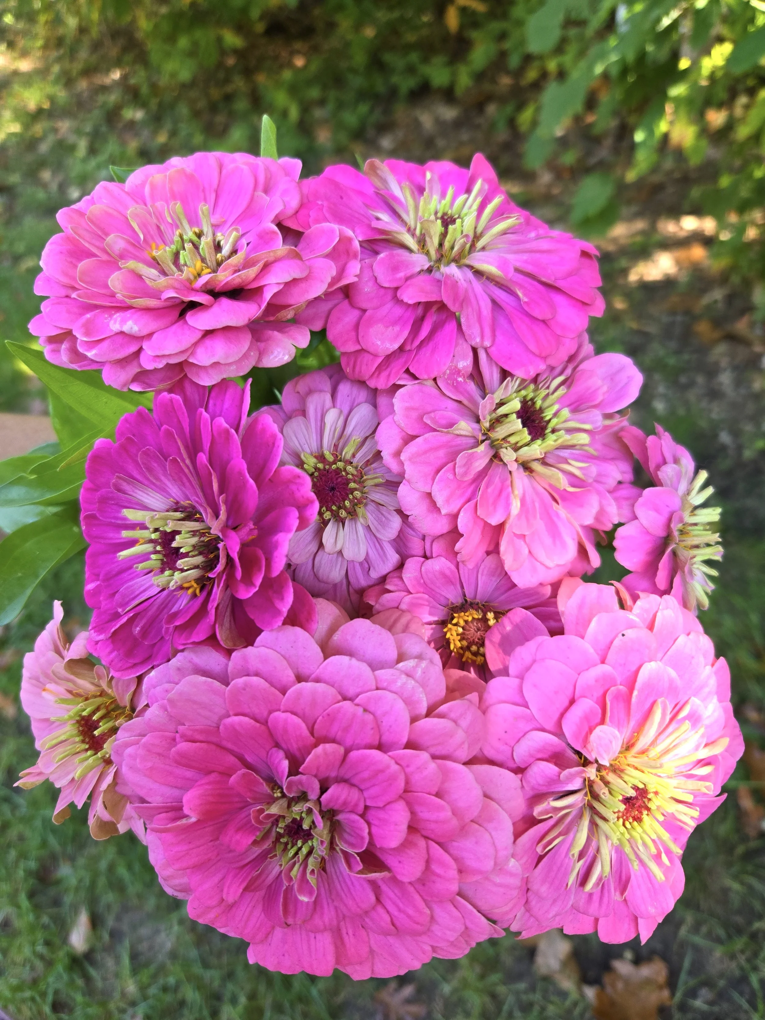 Zinnia BG Pink.jpg
