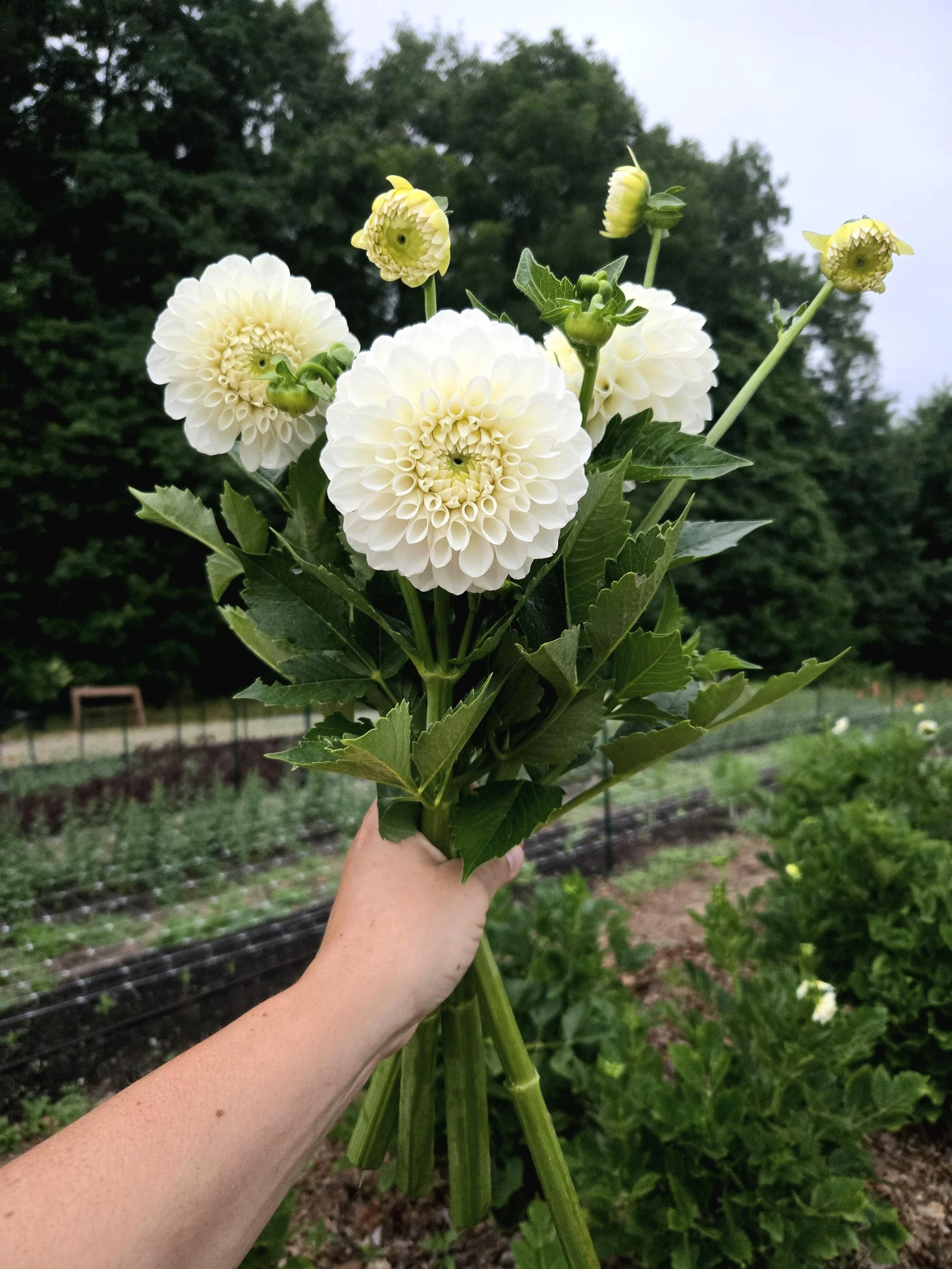 Dahlia - Boom Boom White - 5 Stems