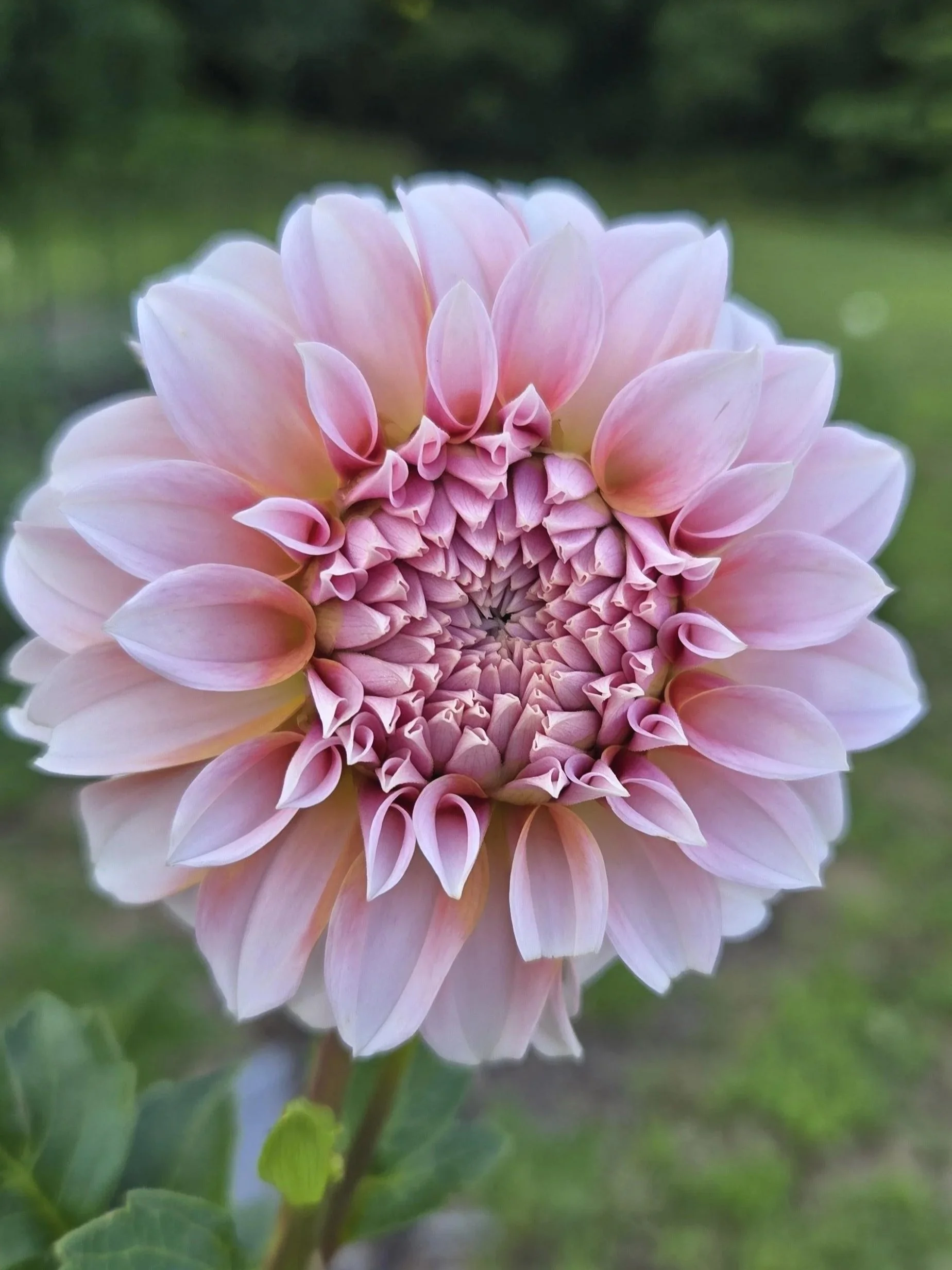 Dahlia - Peaches N Cream - 5 Stems
