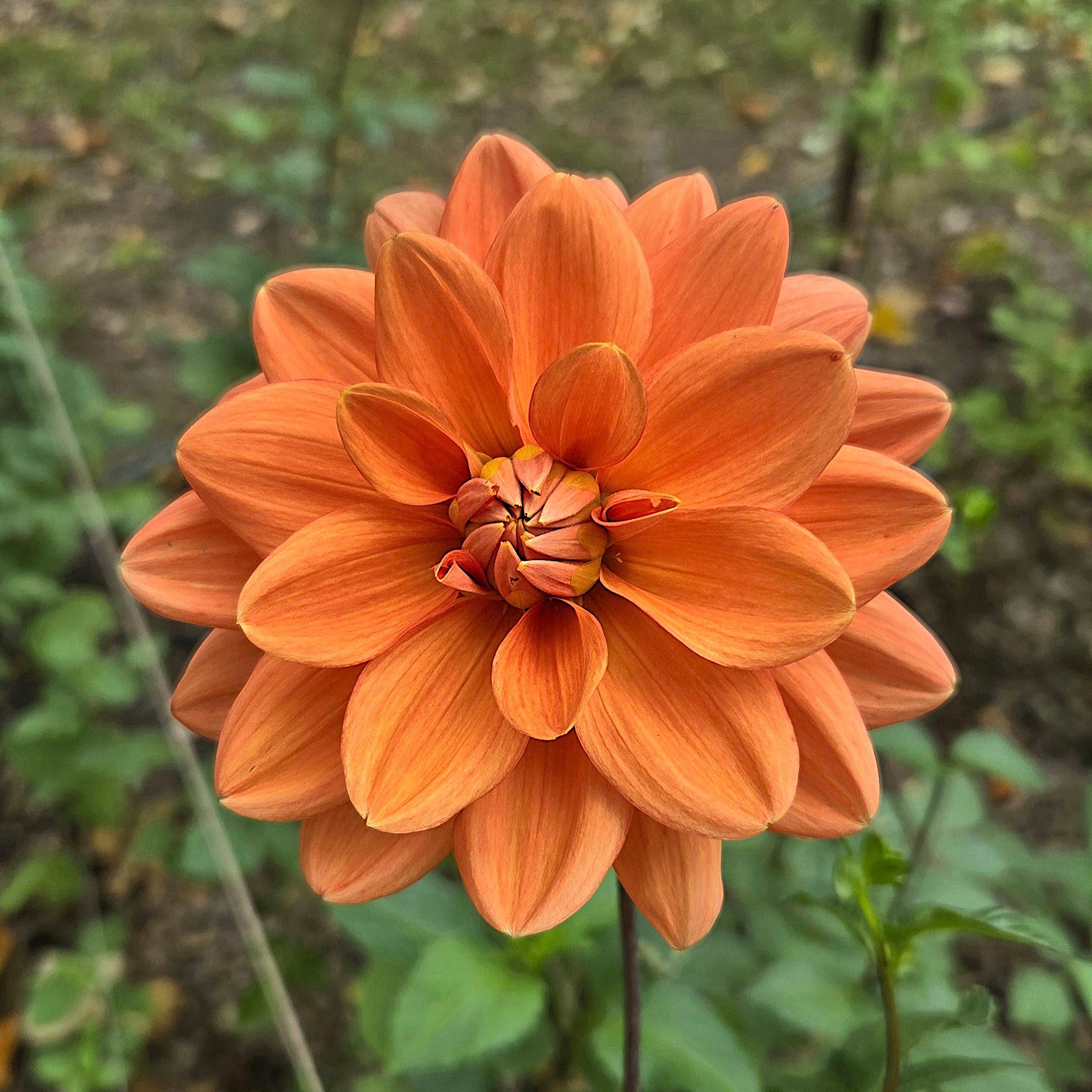 Teddy Dahlia Tuber Clump