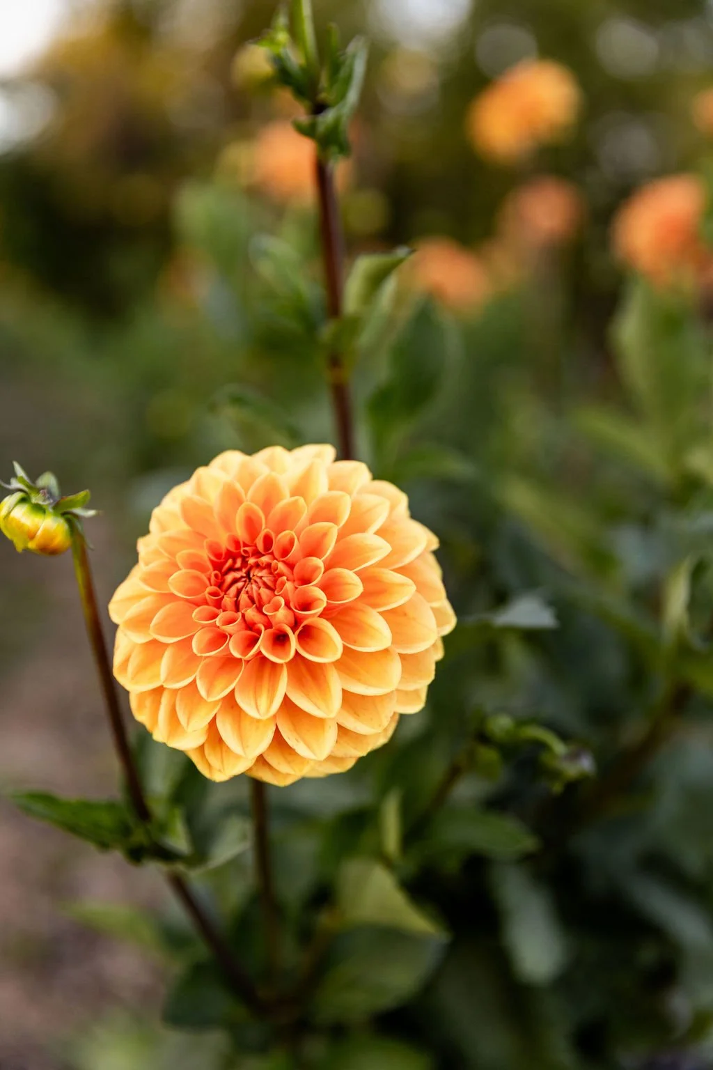 Maarn dahlia with bright orange petals and long stems grown for cut flower production in Michigan.