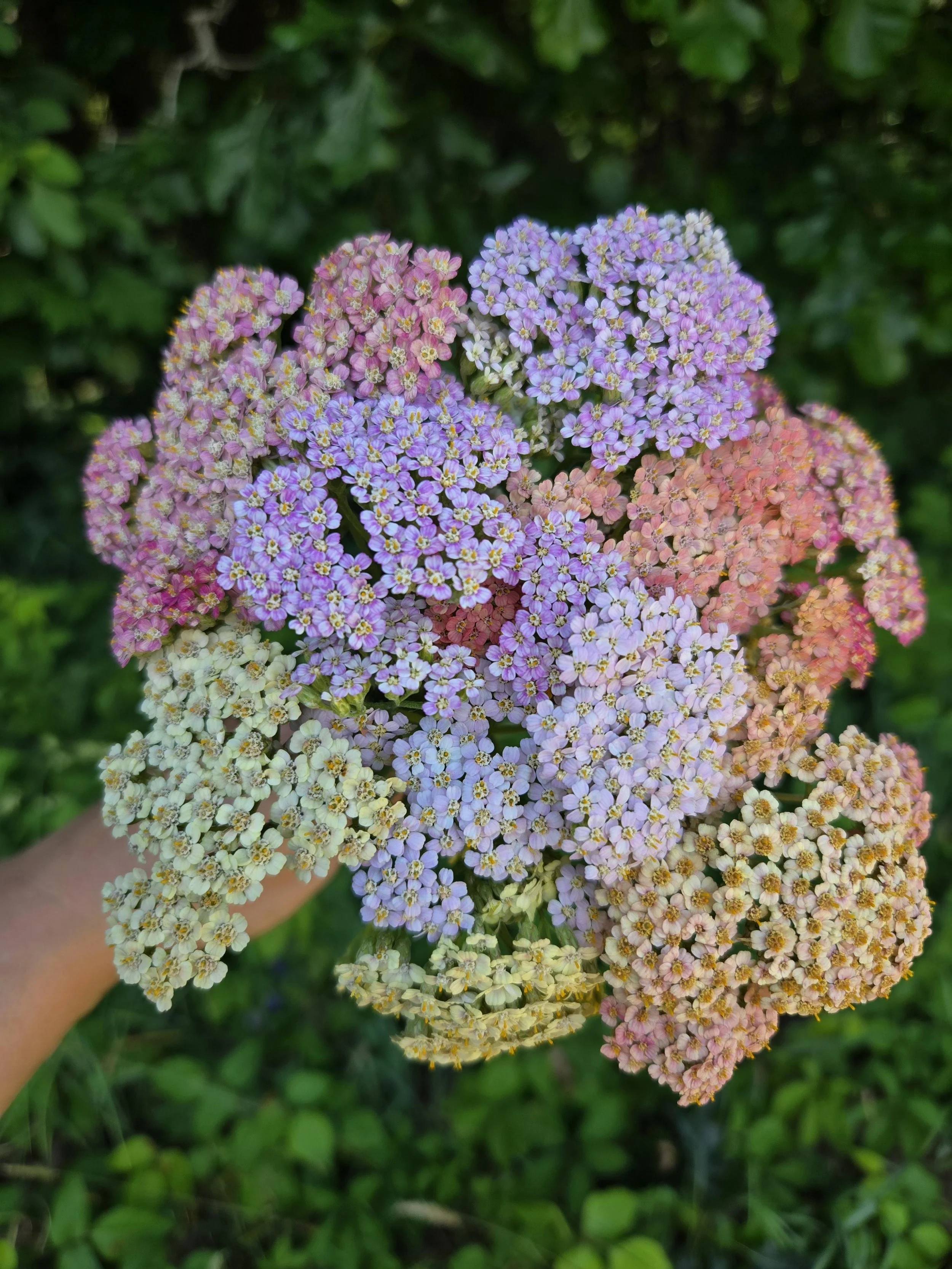 Yarrow Mix 1.jpg