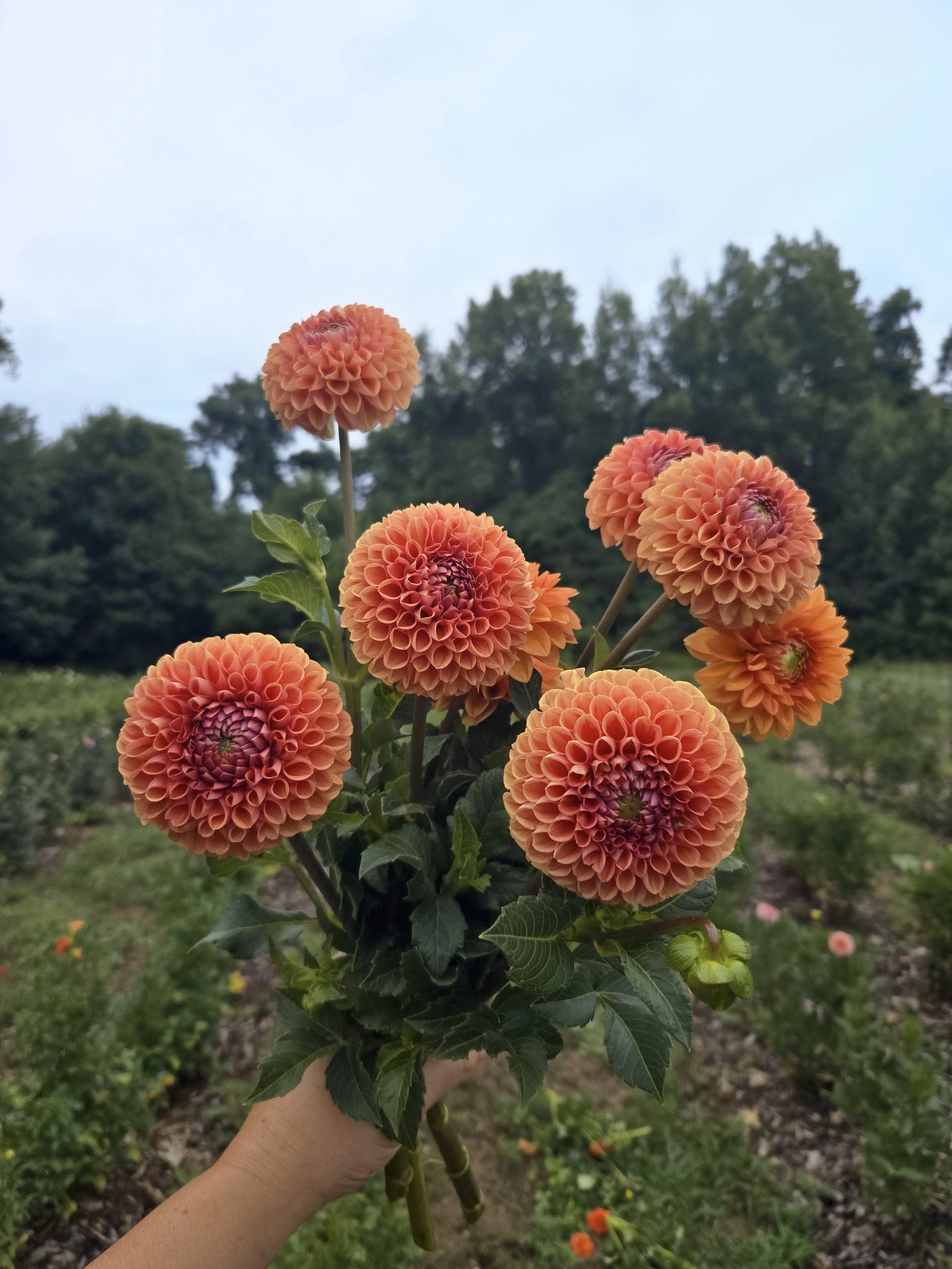 Dahlia - Cornel Bronze - 5 Stems