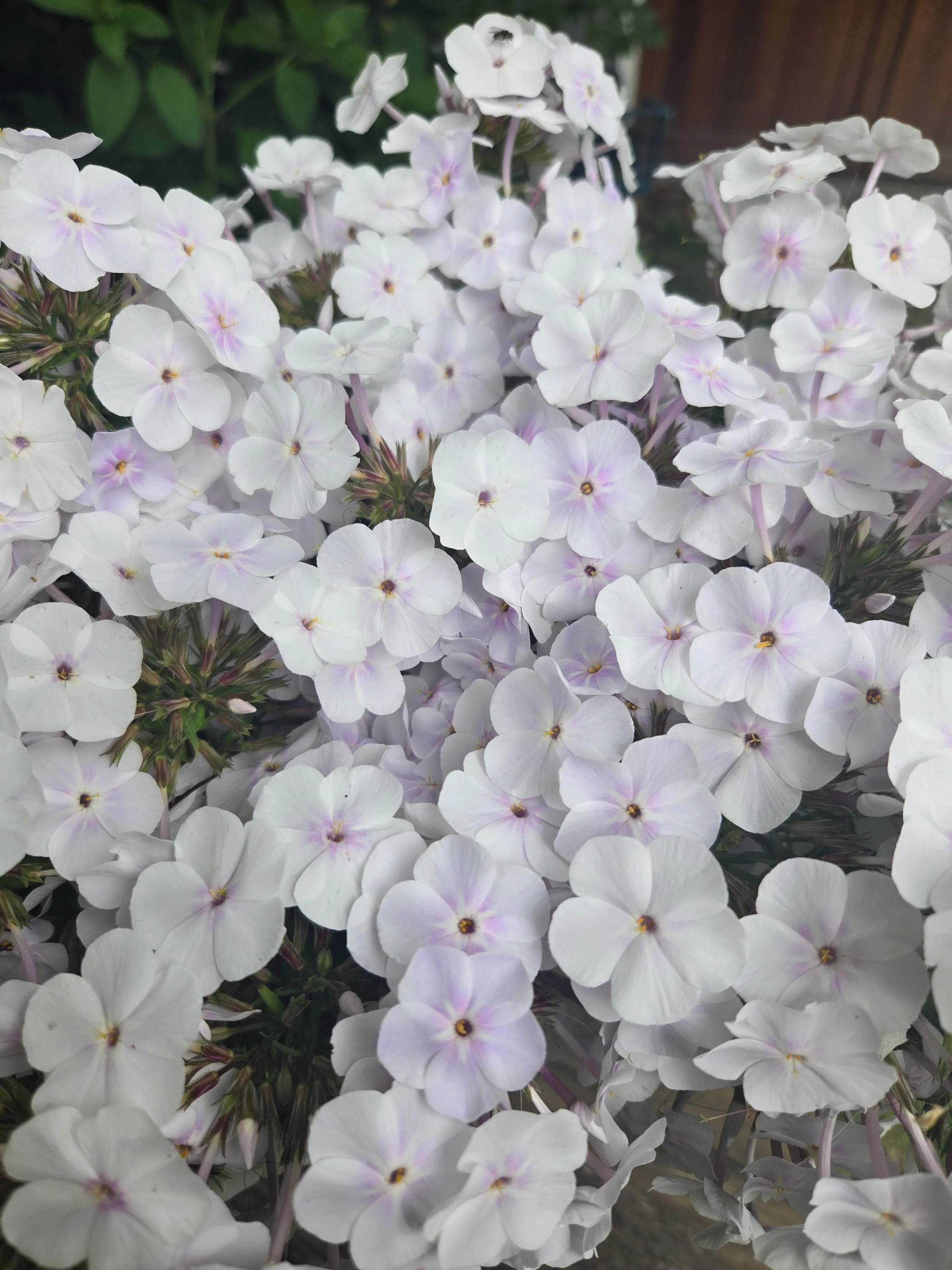 Phlox Crystal 1.jpg