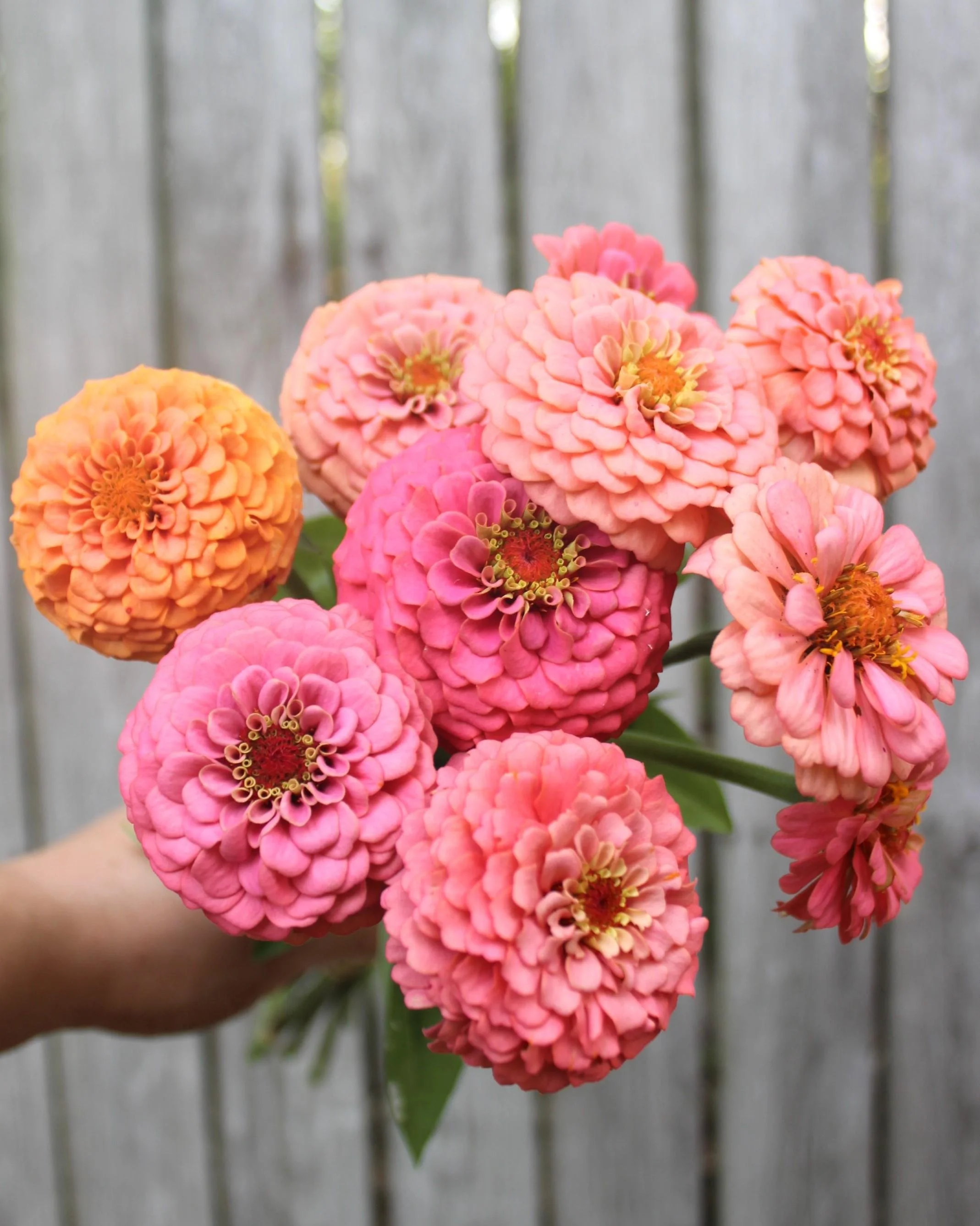 Zinnia Oklahoma Salmon.jpeg