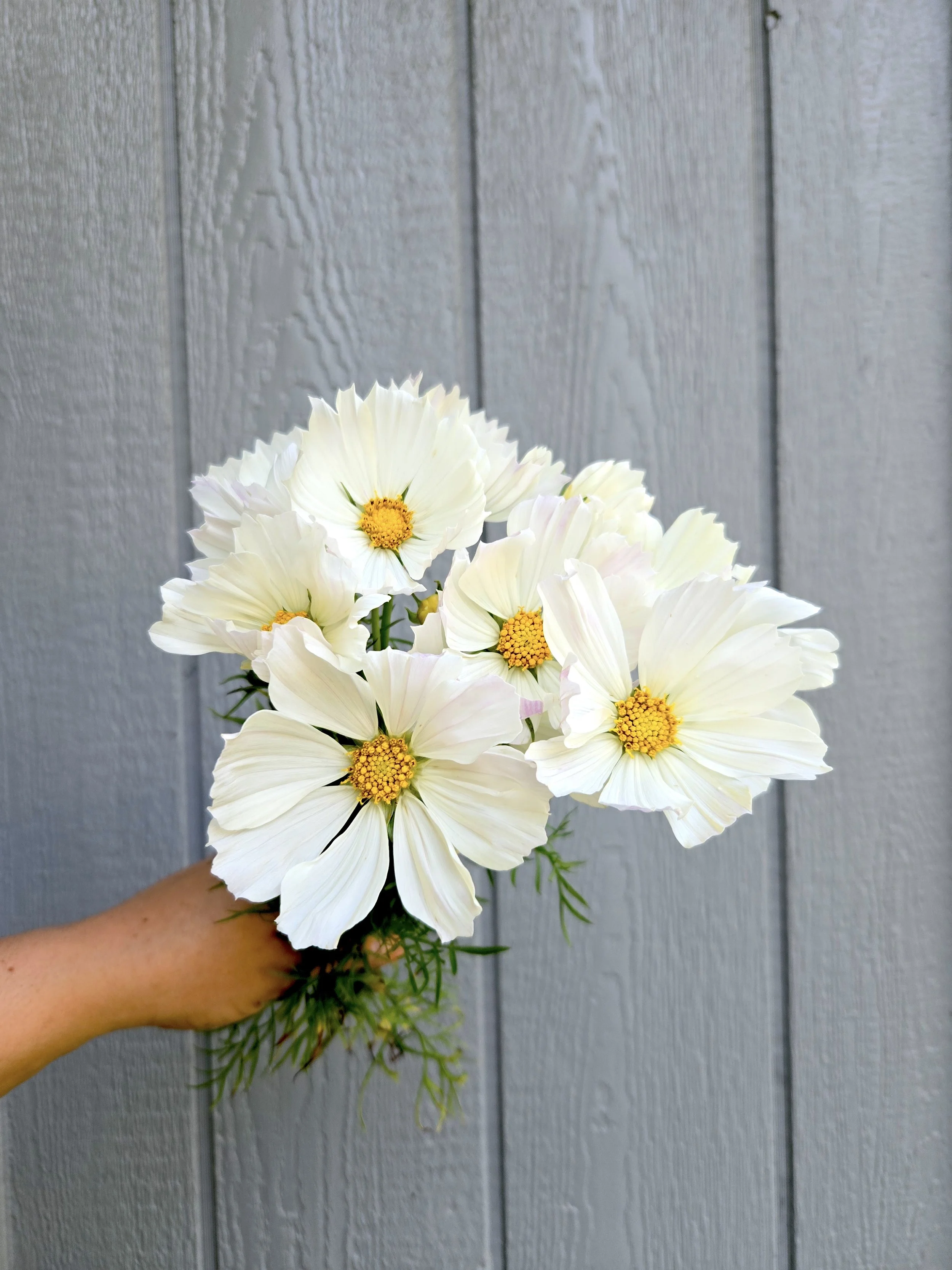 Cosmos Afternoon White.jpg